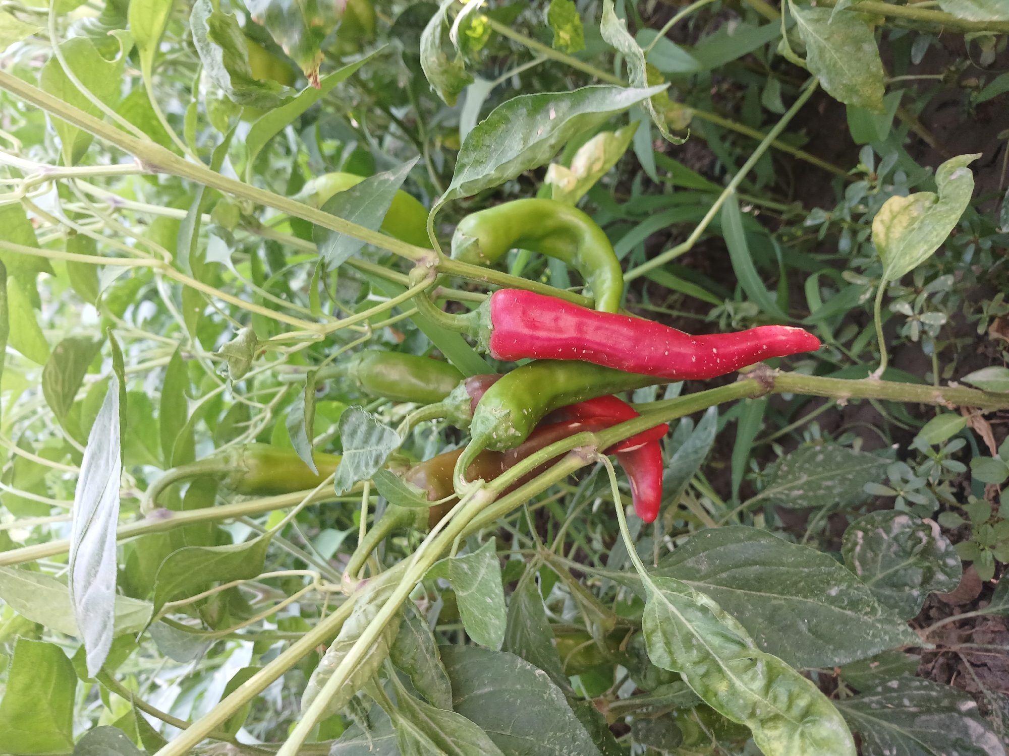 The image shows a close-up of chili peppers growing on a plant. There are several peppers visible, some are red and ripe, while others are green and still developing. The plant has large, green leaves and a central stem. The background is blurred, but appears to be an outdoor setting with more foliage and soil visible. The lighting suggests it is daytime, with natural light illuminating the peppers. The scene is consistent with a garden or farm setting in Urabashi, Uzbekistan.