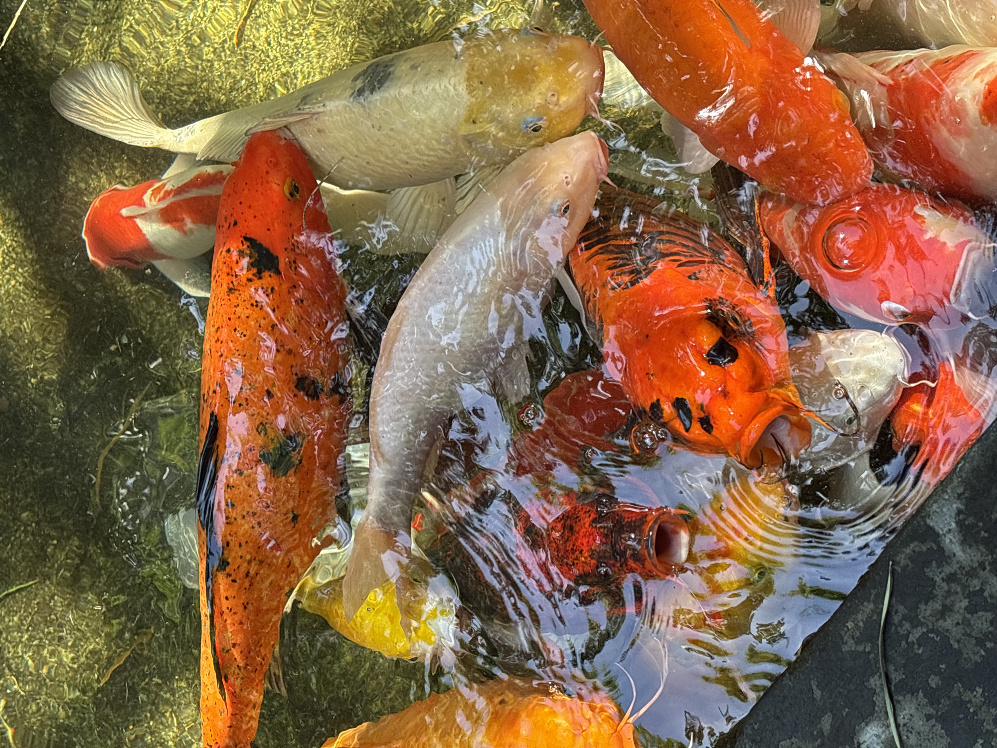 This close-up, top-down image depicts a dense aggregation of live koi fish at the surface of a shallow water body in Rawai, Thailand. The primary subjects are numerous koi, displaying varied color patterns including vibrant orange with distinct black speckles and patches, solid reddish-orange, creamy white, and a red and white patterned type. Several fish are observed with their mouths open and slightly protruding from the water's surface, consistent with feeding or gasping behavior. A large orange koi with prominent black markings along its back and side is situated in the upper left quadrant, oriented horizontally. To its right, a white koi with a broad, fan-like tail is partially visible, positioned behind a red and white patterned koi. In the central and lower portions of the frame, multiple orange and red koi are tightly grouped, alongside lighter-colored fish. The water surface exhibits significant ripples and small bubbles, reflecting bright natural light that creates dynamic, wavy patterns. The underlying water appears dark, suggesting depth or a dark substrate. A dark, possibly concrete or stone edge, is visible along the lower left perimeter of the frame. No human subjects or their direct interactions are visible.