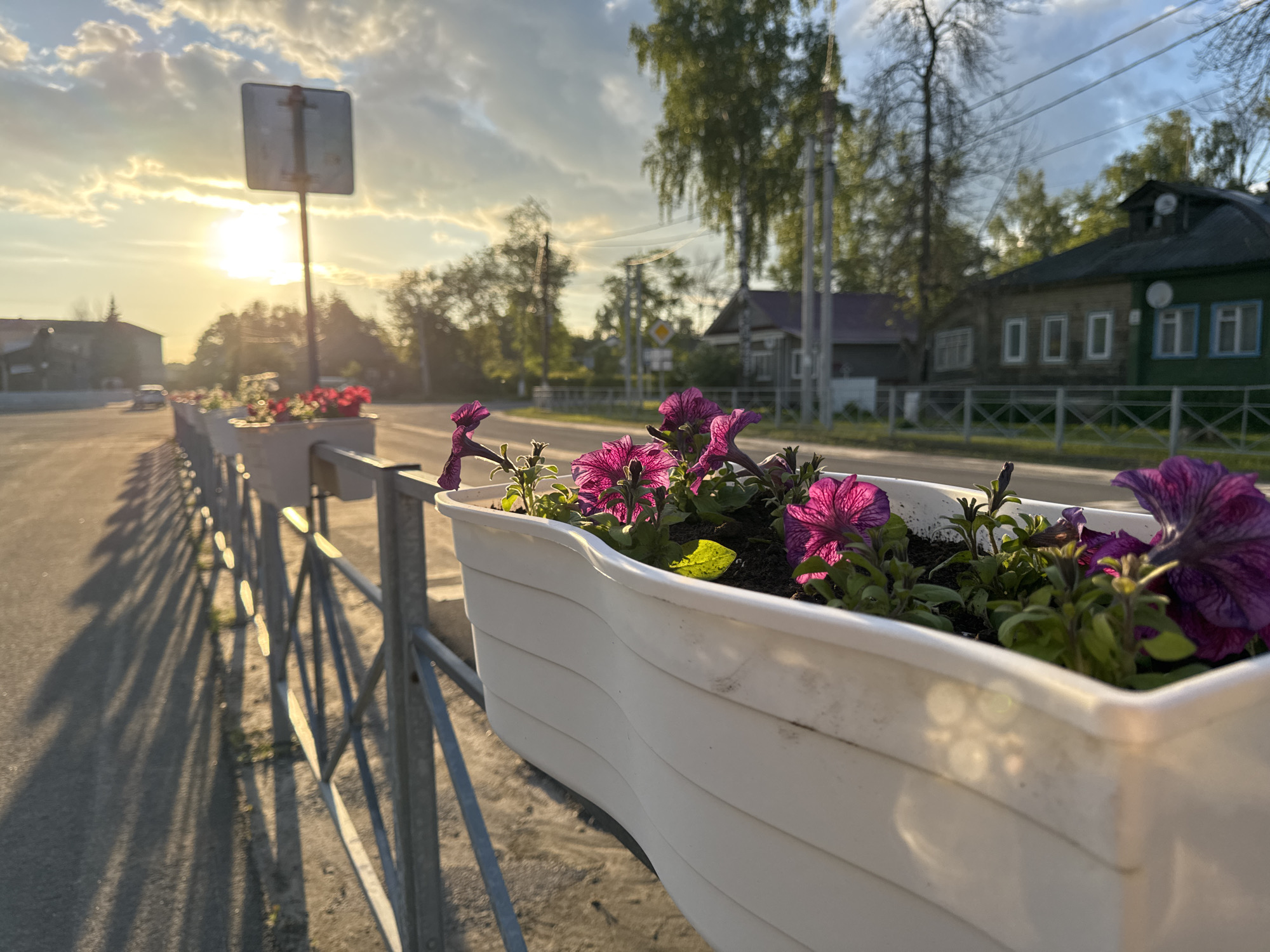 The image captures a serene street scene during what appears to be the golden hour, with the sun low in the sky casting warm light and long shadows. In the foreground, a white, wave-patterned planter overflowing with vibrant purple petunias is prominently featured, attached to a sturdy gray metal fence. The fence casts striking, elongated shadows diagonally across the paved ground to the left.
Further along the fence line, other planters filled with red flowers are visible. A road stretches into the distance on the left, where a car can be faintly seen. The background features a bright, low sun, partially obscured by light clouds, creating a noticeable lens flare. Silhouettes of numerous trees with green foliage line the street, and several houses, some appearing to be older wooden structures, are visible on the right side. Utility poles and wires crisscross the sky. A blurry, rectangular road sign stands against the bright sky on the left, its details indistinguishable.
The overall atmosphere is peaceful and warm, characteristic of late afternoon or early evening. No discernible text is visible on any signs or objects. The exact location is unknown, but the architecture and natural elements suggest a rural or suburban setting.
