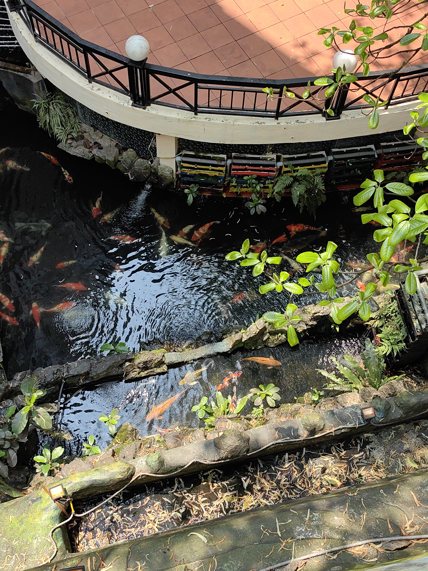 This image depicts an elevated view of an outdoor multi-tiered koi pond and surrounding architectural features within the city of Sa Pa, Vietnam.
The upper portion of the frame shows a curved balcony or terrace structure. This structure features a white concrete base, a black metal railing with intersecting rectangular patterns, and a floor paved with red-brown square tiles. Two spherical white light fixtures are mounted on the railing posts. Shadows from an unseen structure or overhead foliage are cast across the tiled floor.
Immediately below the balcony, a section of wall or support structure is visible, adorned with a series of rectangular planters exhibiting colorful vertical stripes (yellow, red, green, blue). These planters contain various green plants and ferns.
The central and lower portions of the image feature a dark-water koi pond system. The pond is arranged in at least two discernible tiers or sections, with water flowing from an upper, wider pool into a narrower, lower channel. Numerous koi fish are visible in the dark water, primarily exhibiting orange, white, and black-and-orange patterns. Surface ripples indicate water movement, likely from a waterfall or aeration system.
The edges of the pond and channels are constructed from irregular, moss-covered concrete or rock-like material, integrating natural and artificial elements. Various green plants, including ferns and broad-leafed foliage, grow along the pond's perimeter. Overhanging branches with bright green leaves are prominent in the foreground, partially obscuring the view.
The lowest visible section shows accumulated organic debris, such as dried leaves and seed pods, on the edges and bottom of the shallower water sections. Two small, amber-colored ground or submerged lights are visible in the lower right portion of the scene. The entire scene is brightly illuminated by direct sunlight, creating distinct shadows. No human figures are present.