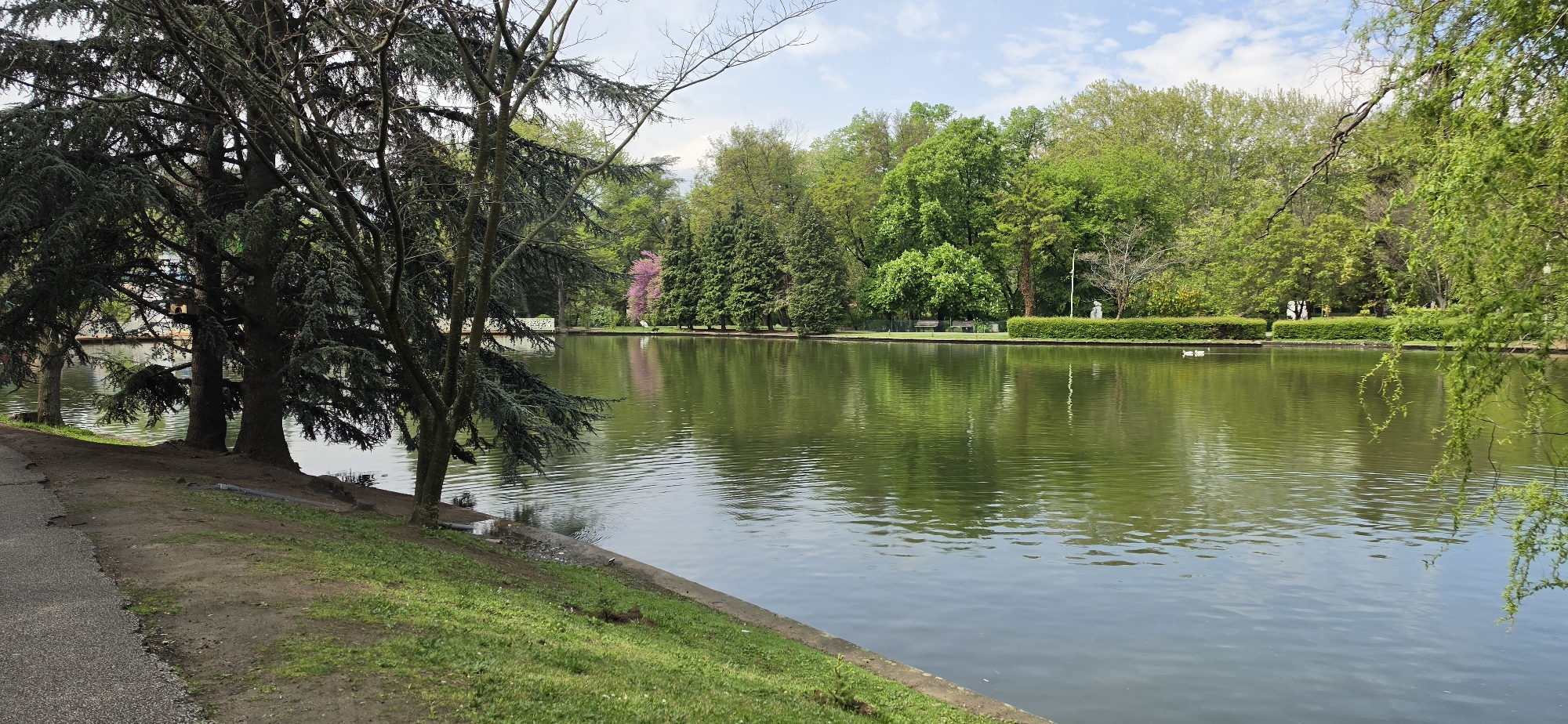 This is a daytime, wide-angle shot of a serene park landscape in Sandanski, Bulgaria, featuring a large, calm body of water, likely a lake or pond.
In the foreground on the left, a paved path runs alongside a dirt and grassy bank. Several tall, dense evergreen trees with dark green foliage anchor the left side of the frame, their branches extending partially over the water. On the opposite bank, a diverse array of deciduous and coniferous trees displays varying shades of green, from light spring green to deeper hues. A striking tree with pink or purple blossoms stands out among the greenery on the far bank.
Along the far bank, a manicured green hedge lines the water's edge. Behind the hedge, a white statue or sculpture is visible, and further back, a park bench can be partially seen nestled among the trees. Two white ducks are swimming peacefully in the middle ground of the water on the far side. The surface of the water reflects the surrounding trees and the partly cloudy sky, showing gentle ripples. The sky above is bright, with patches of blue sky peeking through light clouds. The overall scene conveys a sense of tranquility and natural beauty, characteristic of a well-maintained park or garden. There is no visible text.