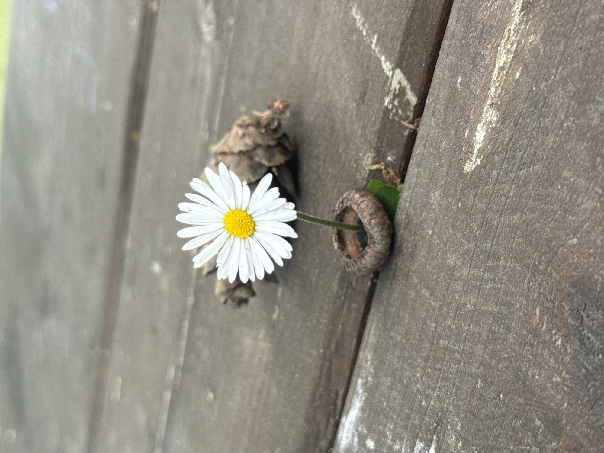 A white daisy with a yellow center is positioned between two planks of weathered, gray wood. The daisy's stem passes through a brown acorn cap wedged between the planks. A small pine cone is placed near the base of the daisy. The image appears to be taken outdoors, but there are no further environmental details suggesting a specific location in Blagoevgrad, Bulgaria, or any information on individuals, interactions, or actions.
