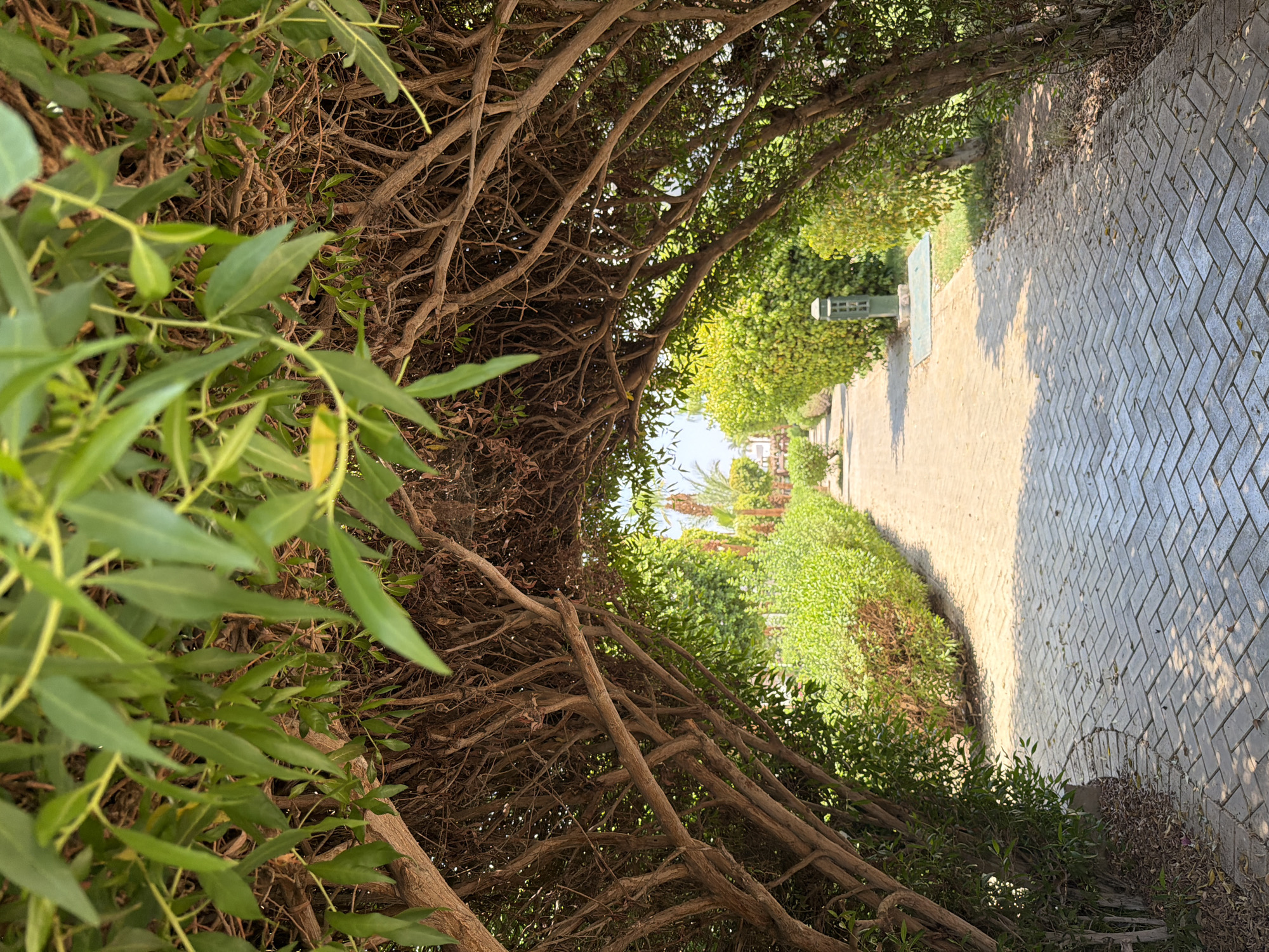 A paved pathway curves through a garden tunnel formed by interwoven tree branches and foliage, leading towards a sunlit open area. The pathway is constructed of interlocking rectangular bricks laid in a herringbone pattern. The tunnel walls are densely packed with brown branches, some thick and woody, others thin and flexible, supporting a canopy of vibrant green leaves overhead. Lush green bushes and smaller trees line the path, with some areas of browning vegetation visible. In the distance, beyond the tunnel, palm trees and other greenery suggest a warm, sunny climate, consistent with Sharm El Sheikh, Egypt. The scene appears tranquil and undisturbed, with no people or animals present. The lighting indicates it is daytime, with sunlight casting dappled shadows on the path and foliage.