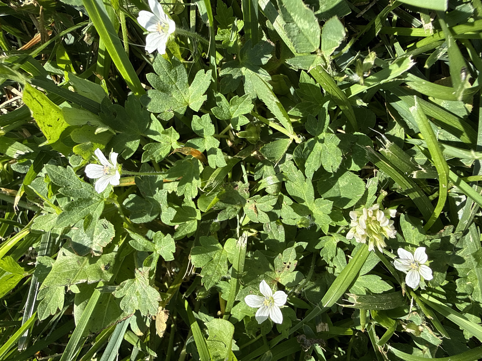 The image shows a close-up view of a patch of green grass and low-lying plants, interspersed with small white flowers. The flowers have five delicate petals and a yellow center. Some of the plants have lobed leaves, while others have finer, grass-like blades. Sunlight casts shadows, indicating it is daytime. The scene is natural and appears to be outdoors, possibly in a garden or park. There are no people or any man-made objects visible in the image.