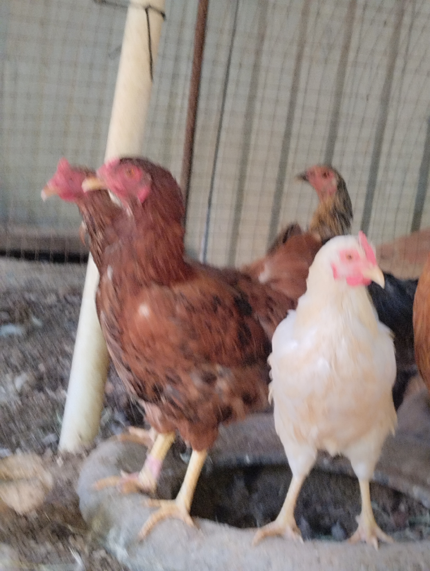 The image displays a group of chickens within an enclosed area, possibly a coop or pen. The chickens are of varying colors, including brown and white. One brown chicken is prominently positioned in the foreground, facing left, with its head turned towards the viewer. A white chicken is also in the foreground, facing slightly left, with its head tilted. In the background, other brown and possibly black chickens are visible. The environment appears to be rural or agricultural, with dirt ground and a rustic enclosure made of mesh and what appears to be corrugated metal or wood. A white cylindrical object, possibly a pipe or support, is located on the left side of the frame. The overall lighting suggests it is daytime. The specific location in Qanlikul, Uzbekistan, is not visually evident from the provided image.