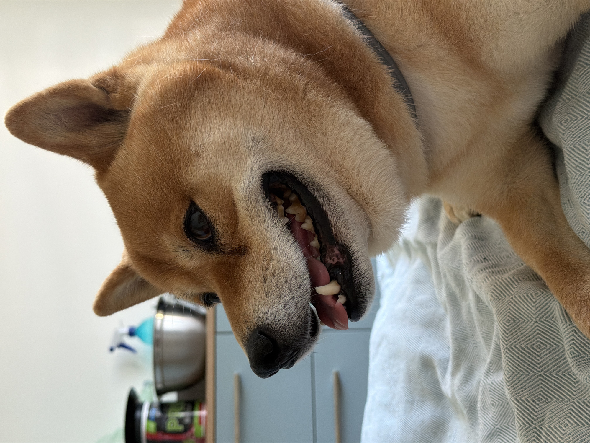 A Shiba Inu dog is resting on a white, diamond-patterned blanket. The dog is looking to the left with its mouth open, revealing its teeth and tongue. The dog's fur is reddish-brown and it is wearing a dark collar. In the background, there is a kitchen counter with a stainless steel bowl and a blue spray bottle. The background appears to be a home environment. The location is in the city of Priseltsi, Bulgaria.