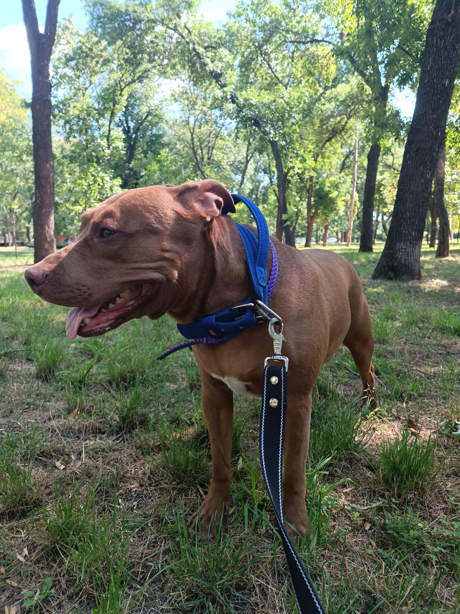 A reddish-brown pit bull dog wearing a blue collar and a black leash stands on a patch of grass in a park. The dog is facing left with its tongue hanging out. The background consists of trees and a blue sky. The image was taken in the city of Zaporizhzhia, Ukraine.