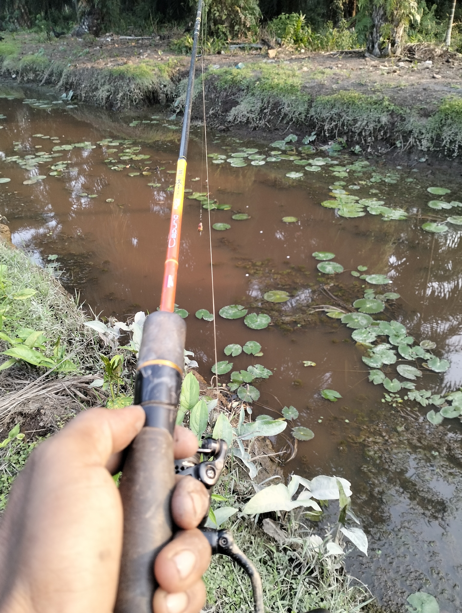 The image shows a close-up view of a person's hand holding a fishing rod near a body of water. The fishing rod is orange and black with a line extending into the water. The water is murky brown and has numerous green lily pads floating on its surface. The bank of the water is lined with green vegetation and dry grass. The background consists of trees and foliage, suggesting an outdoor, possibly rural, environment. The specific location in Mandala Jaya, Indonesia is not visually evident from the image alone, but the scene depicts a common fishing activity in a natural setting.