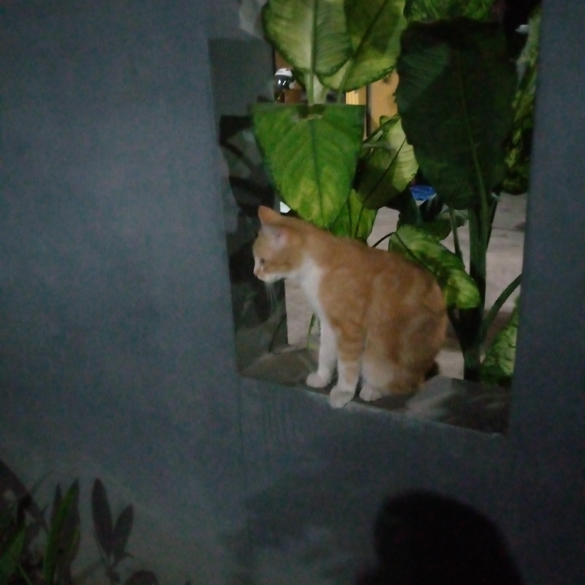 An orange and white cat is perched on a ledge, looking to the left. It is a domestic shorthair with a mostly orange coat and white chest, paws, and muzzle. The cat is positioned in front of a leafy green plant. The scene appears to be outdoors, possibly in a courtyard or garden. The lighting suggests it is either dusk or a dimly lit area. The background is out of focus but shows hints of a structure and more greenery. No people are visible. The location is identified as Sumberwono, Indonesia.