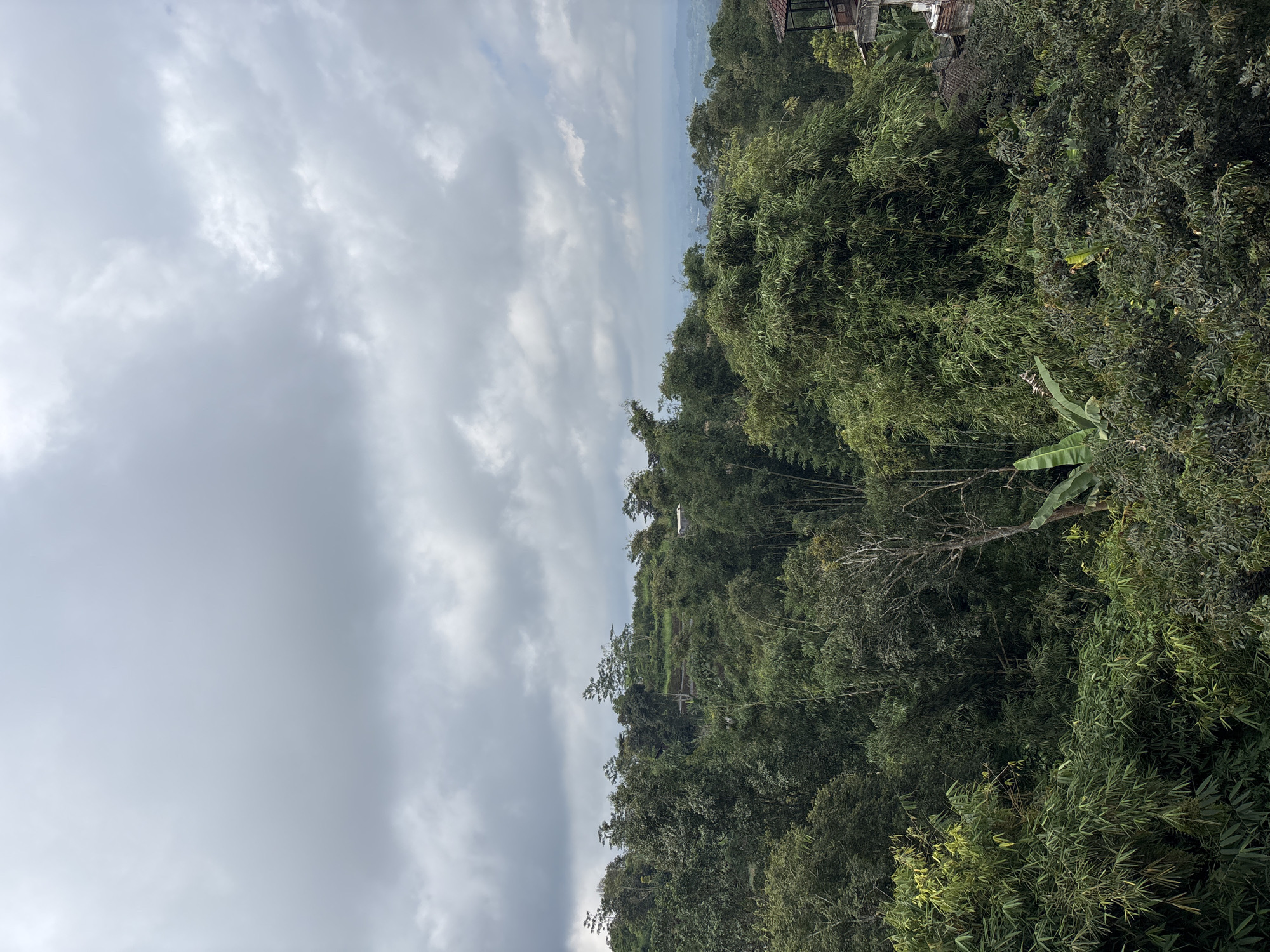 The image shows a landscape in Baturiti, Indonesia, featuring dense, predominantly green vegetation, possibly a forest or jungle environment. The vegetation includes various types of trees, bushes, and what appear to be bamboo plants. In the background, there is a cloudy sky. Some structures, possibly buildings, are visible among the trees in the upper portion of the frame. The photo is taken from an elevated viewpoint, looking down upon the foliage.