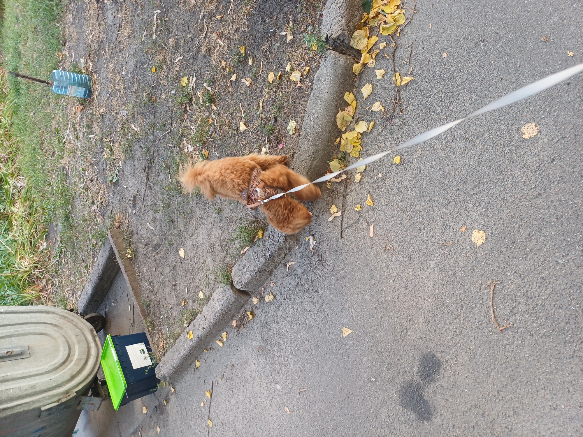 A small, fluffy, ginger-colored dog wearing a patterned harness is being walked on a white leash. The dog is facing away from the camera, looking towards a curb with fallen yellow leaves. The scene is set on a paved surface next to a concrete curb. In the background, a large metal dumpster is visible, with a green and black plastic container next to it. Further back, there is overgrown grass and a blue plastic bottle with a stick in it. The environment suggests an urban setting, possibly a residential area in Kyiv, Ukraine, given the presence of the dumpster and the general urban landscaping.