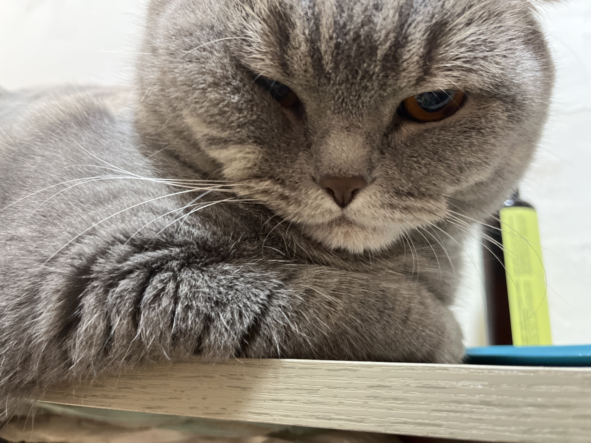 An extreme close-up shot shows the face of a grey tabby cat resting on a light-colored wooden surface. The cat's fur is soft and thick, with distinct stripes on its head and body. Its right eye is open, revealing a deep amber iris with a dark pupil. The left eye is partially closed, giving the cat a sleepy or contemplative expression. Long, white whiskers fan out from the cat's muzzle. The background is blurred, but suggests an indoor environment with a white wall and some objects, including a dark bottle with a yellow label and a bright blue object. The image is sharp and well-lit, focusing attention on the cat's features. There is no indication of the cat's location in Chaikovsky, Russia, or any other specific geographical information.