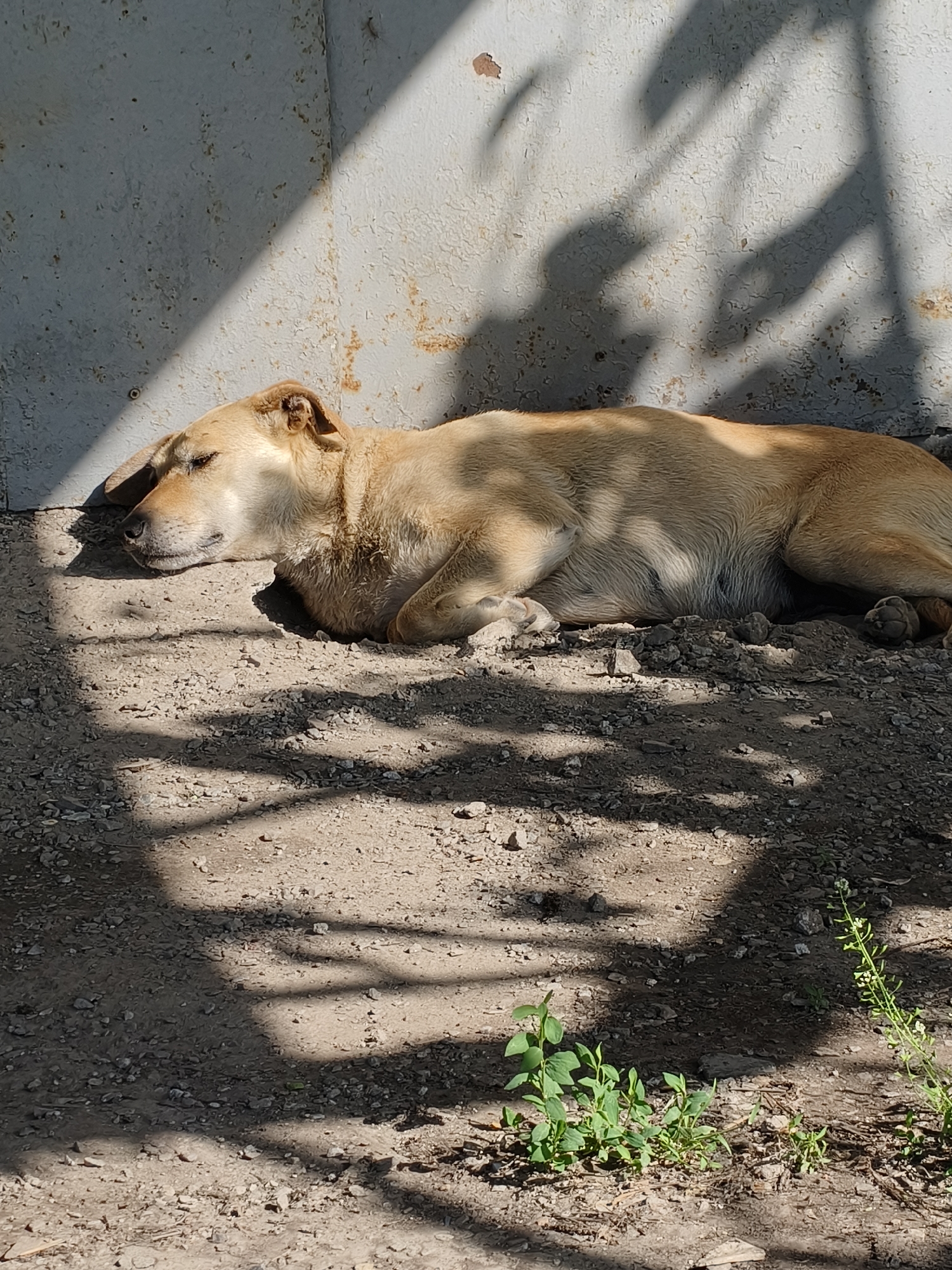 A medium-sized, light brown dog lies curled up on a dirt and gravel ground next to a weathered, gray metal wall. The dog is resting, eyes closed, with its body partially in shadow. Overlapping the scene are sharp-edged shadows, possibly from foliage. Small green plants are scattered in the lower right. The location is possibly Kryvyi Rih, Ukraine.