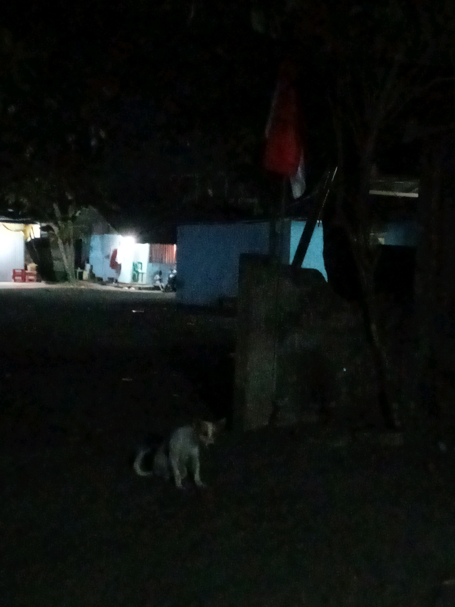 In Bitung, Indonesia, a dimly lit outdoor scene unfolds at night. The foreground is dominated by darkness, with a medium-sized dog sitting on the ground. The dog is white with dark patches and appears to be looking to its right. Behind the dog, the ground transitions to a dirt or unpaved surface. In the mid-ground, several structures are visible. To the left, a building with a white facade and what appears to be red crates stacked near it is illuminated by artificial light. Adjacent to this is another building with a light blue facade, also lit from within. A red and white flag is prominently displayed on a pole in front of this structure. Further to the right, a dark, rough-textured object, possibly a stone pillar or statue, stands partially obscured by trees. A motorcycle is parked near the blue building. The background is filled with dark trees, contributing to the overall low-light ambiance of the scene.