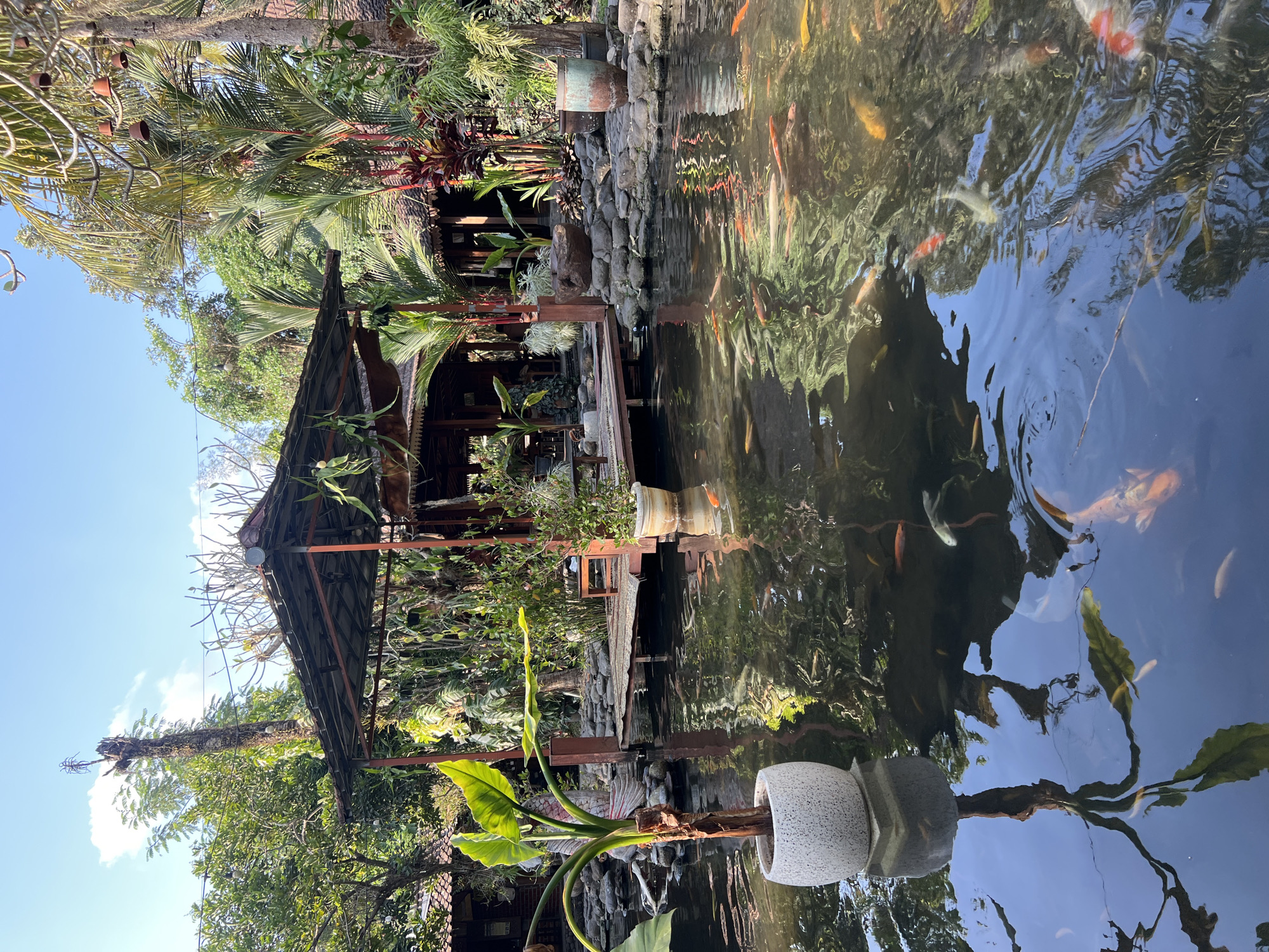 The image depicts a serene outdoor setting, likely a restaurant or garden area, in Tlogoadi, Indonesia. In the foreground, a pond filled with numerous koi fish is the central focus. The water's surface reflects the surrounding lush greenery and a clear blue sky with scattered clouds. The koi fish, in various shades of orange, white, and red, are visible swimming just beneath the surface.
To the left of the pond, a large, decorative pot holds a vibrant green plant with broad leaves. The pot itself is light gray with a textured surface. Further back, a wooden deck extends over the pond, supporting a rustic open-air pavilion with a dark-colored roof. The pavilion has wooden posts and is adorned with hanging plants and what appear to be decorative lights.
The background reveals more of the tropical environment. Dense foliage, including palm trees and other verdant plants, surrounds the pavilion and the pond area. Several traditional Indonesian-style buildings with reddish-brown tiled roofs are visible behind the greenery. Rocks and more potted plants are strategically placed along the edge of the pond and around the pavilion, enhancing the natural aesthetic. The overall scene conveys a sense of tranquility and tropical charm.
