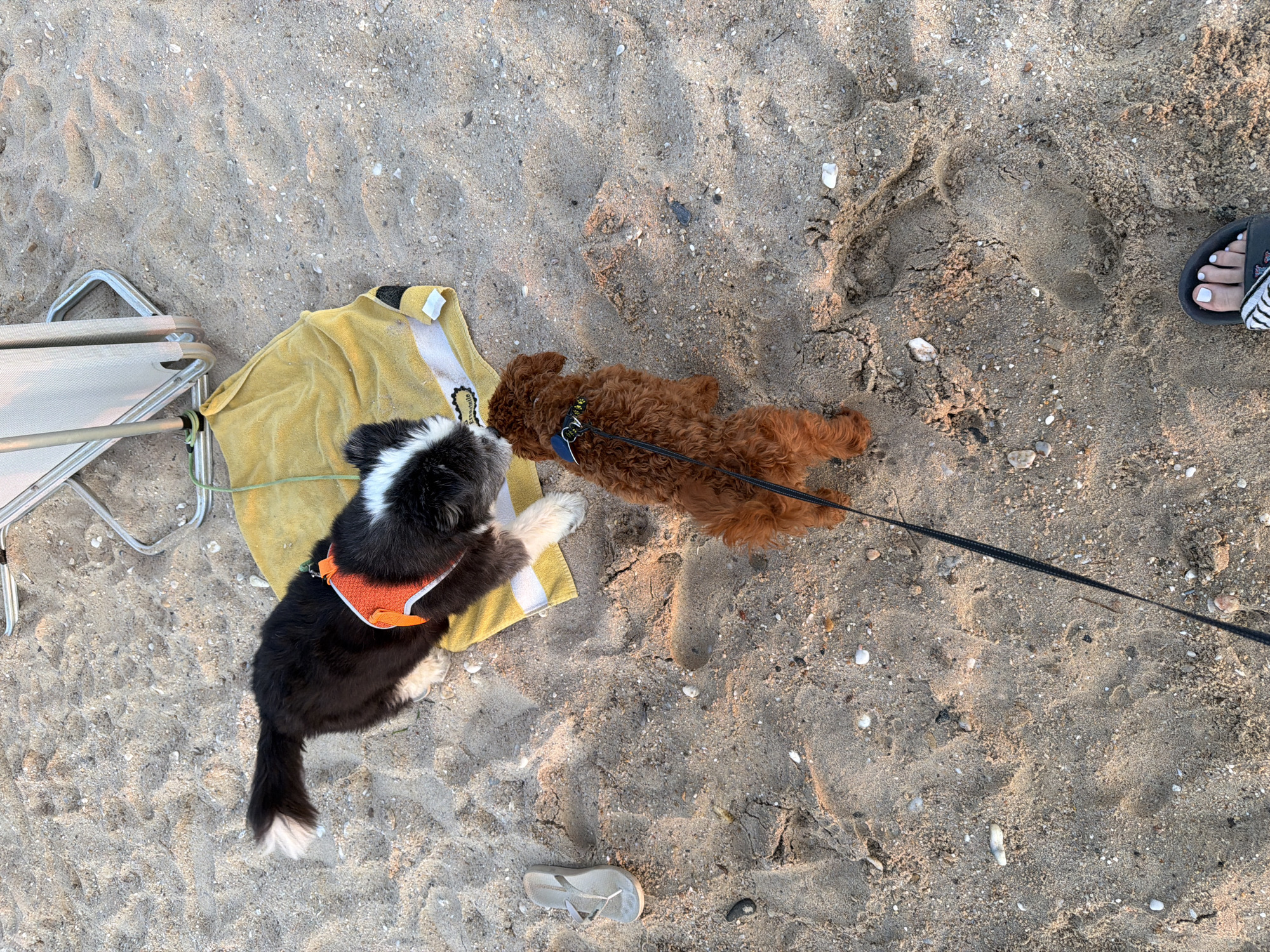 Two dogs are on a sandy beach. One is a larger black and white dog with an orange harness, lying on a yellow towel. The other is a smaller, reddish-brown curly-haired dog with a blue collar and leash, standing and facing the larger dog. A beach chair and a flip-flop are also visible on the sand. The image appears to have been taken from a high angle, looking down.