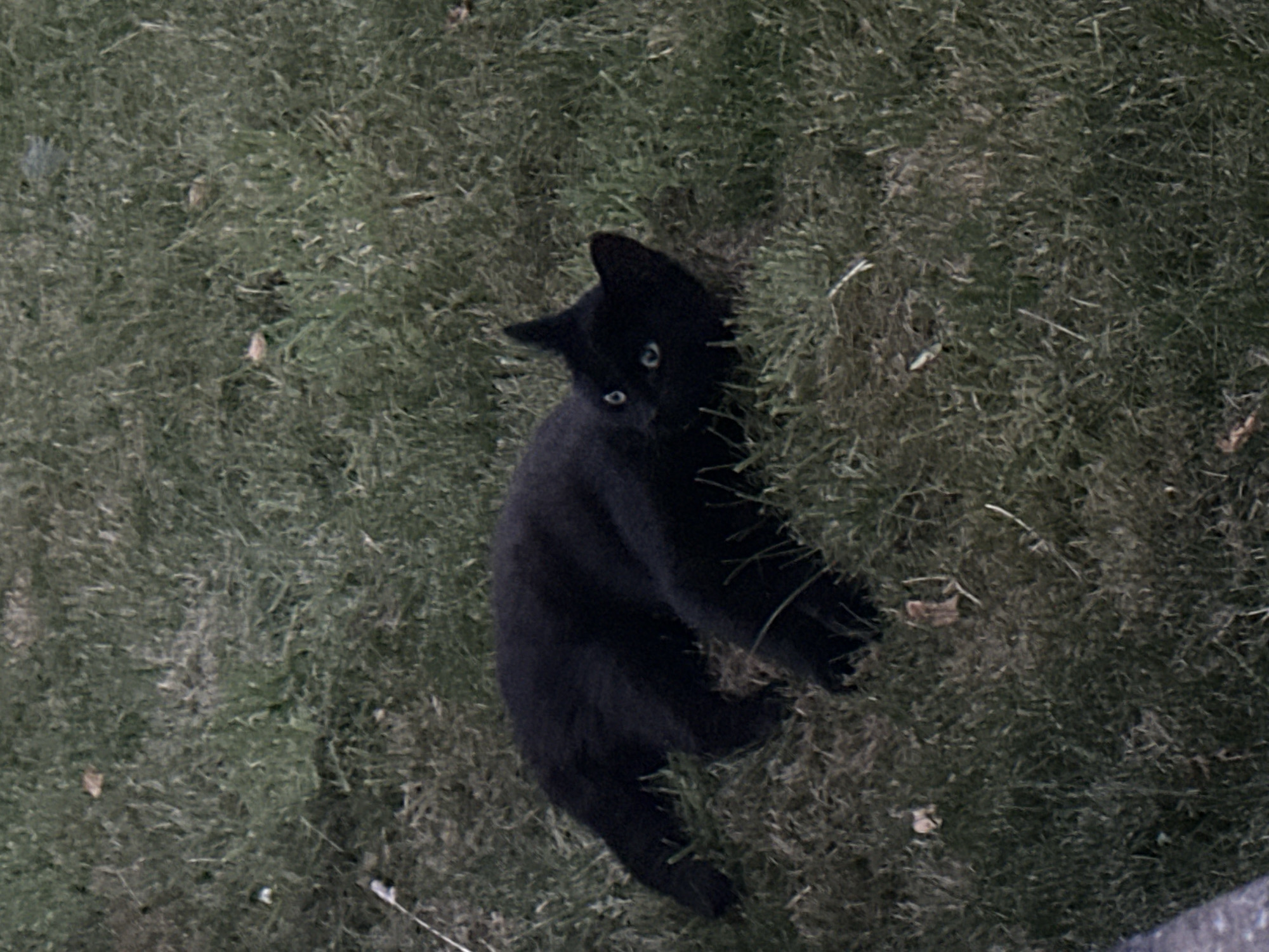 A black cat with bright blue eyes lies on its side in the grass. The cat is facing the viewer with its head turned slightly to the right. Its body is elongated, and its legs are tucked underneath it. The grass is a mix of green and brown, and there are a few fallen leaves scattered throughout. The scene appears to be outdoors, likely in a residential area given the presence of grass and foliage. The image does not contain any specific landmarks or indicators to pinpoint a location within Moortown, Ireland.