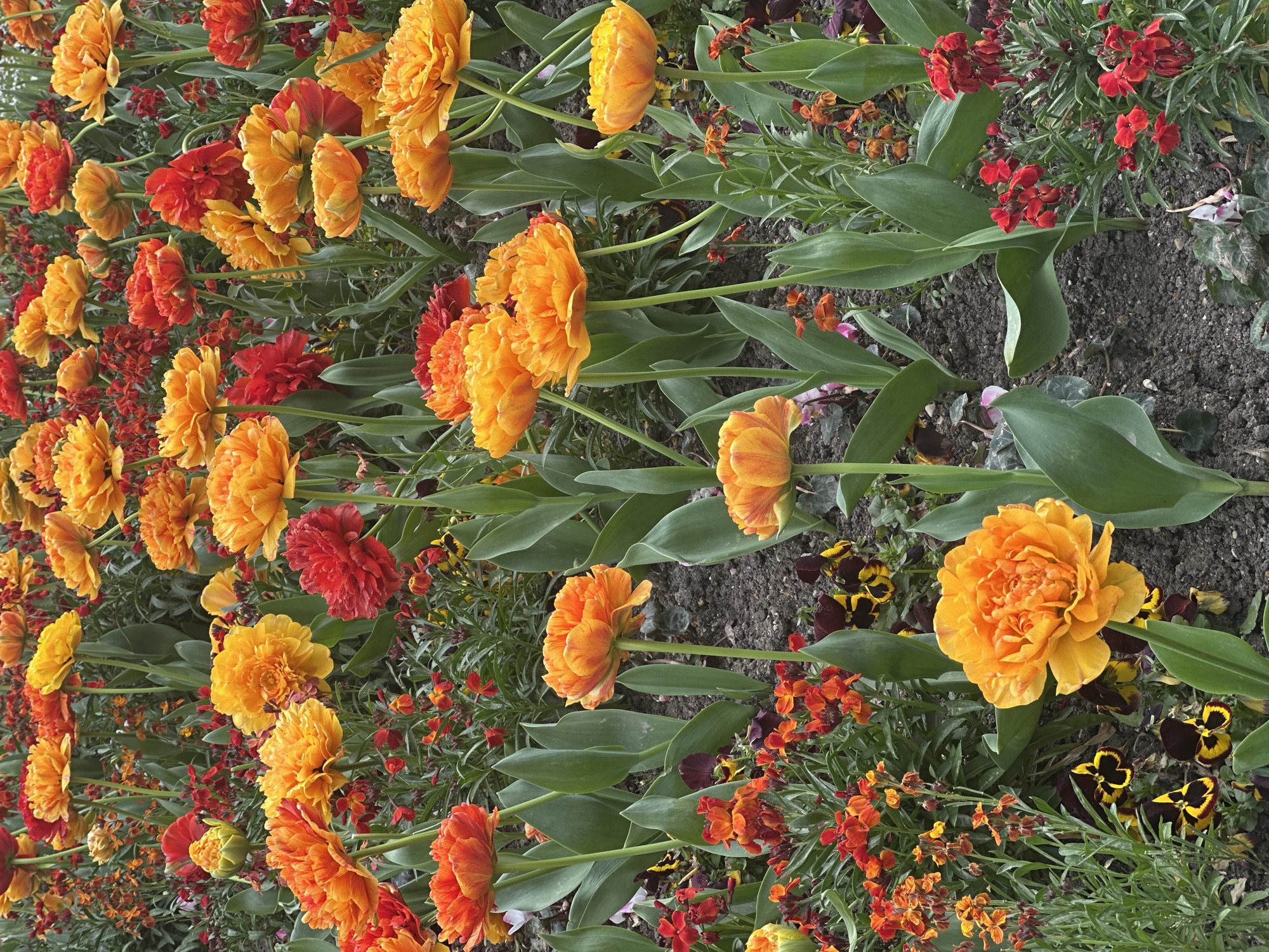 The image depicts a close-up of a garden bed featuring a vibrant array of double tulips in shades of orange, yellow, and red. These tulips, characterized by their ruffled petals, are interspersed with smaller red, yellow, and orange flowering plants. The flowers are set against a background of dark soil and green leaves. The scene suggests a well-maintained garden, although the specific location within Paris, France, cannot be determined from the image alone. There are no people visible.
