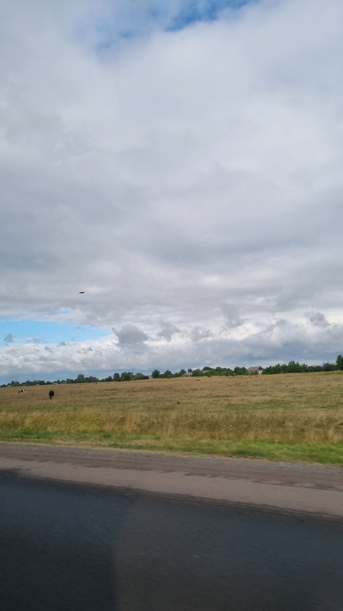 A drone is captured in flight against a cloudy sky over a field in Novyny, Ukraine. The field is a mix of dry grass and some green patches, with a few scattered cows visible. A road runs along the bottom of the frame, separating the field from the viewer. In the background, a treeline marks the edge of the field, with some houses and buildings nestled amongst the trees, suggesting a rural or semi-rural setting within Novyny. The sky is predominantly filled with grey and white clouds, with a small patch of blue sky peeking through on the left.