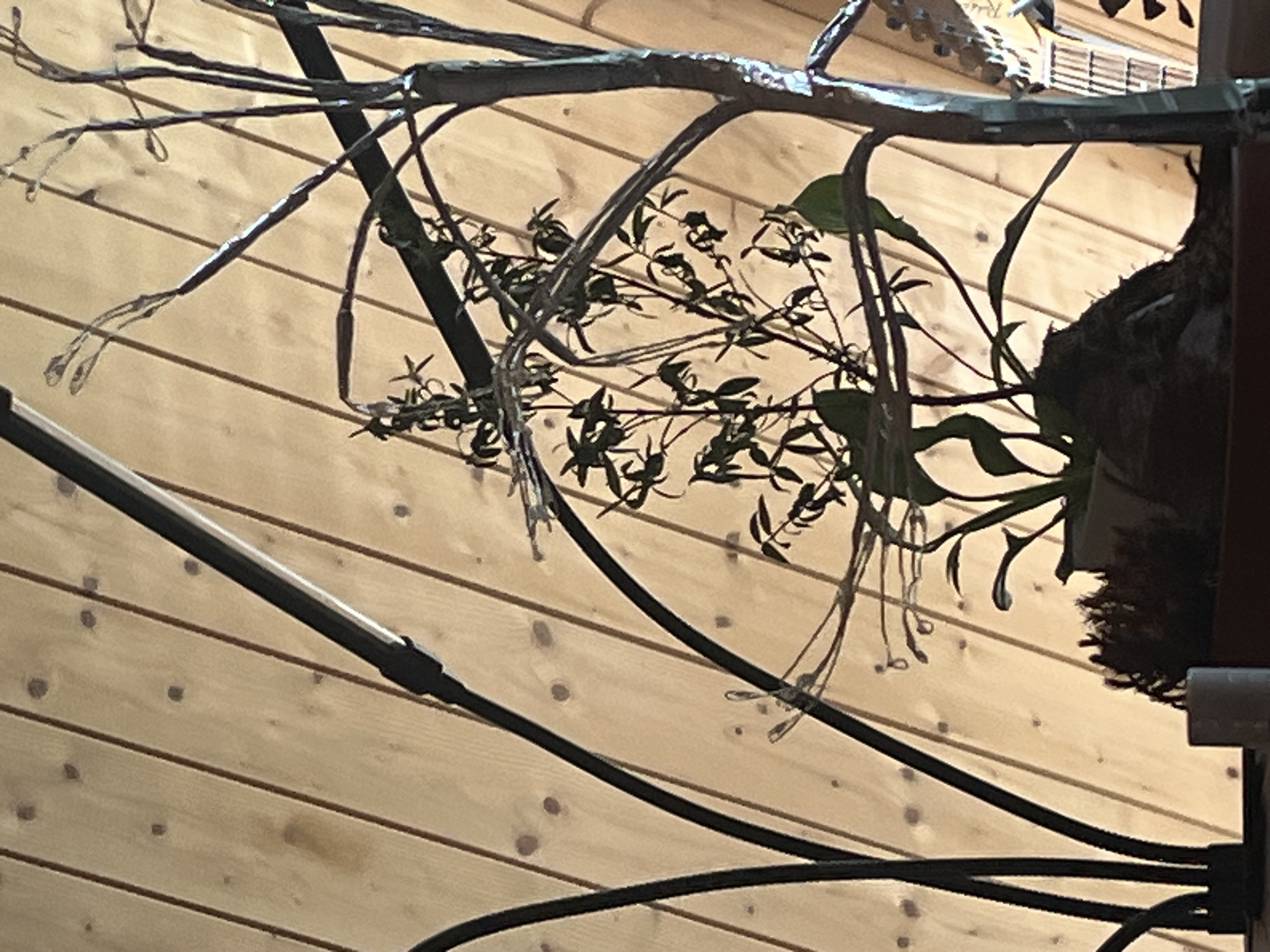 The image shows an indoor scene with a wooden slatted wall in the background. In the foreground, a small plant is in a pot. There are several black metal decorative elements that resemble branches or abstract sculptures. One of these elements is a thin, upright rod with a light fixture at the top. Another element is a curved rod that arches across the scene. The plant itself has thin stems and small green leaves. To the left of the plant, a white cylindrical object, possibly a candle, is visible. The lighting suggests it might be evening or a dimly lit room. The image does not provide any information about the city of Vasilyevo, Russia, or any specific location.