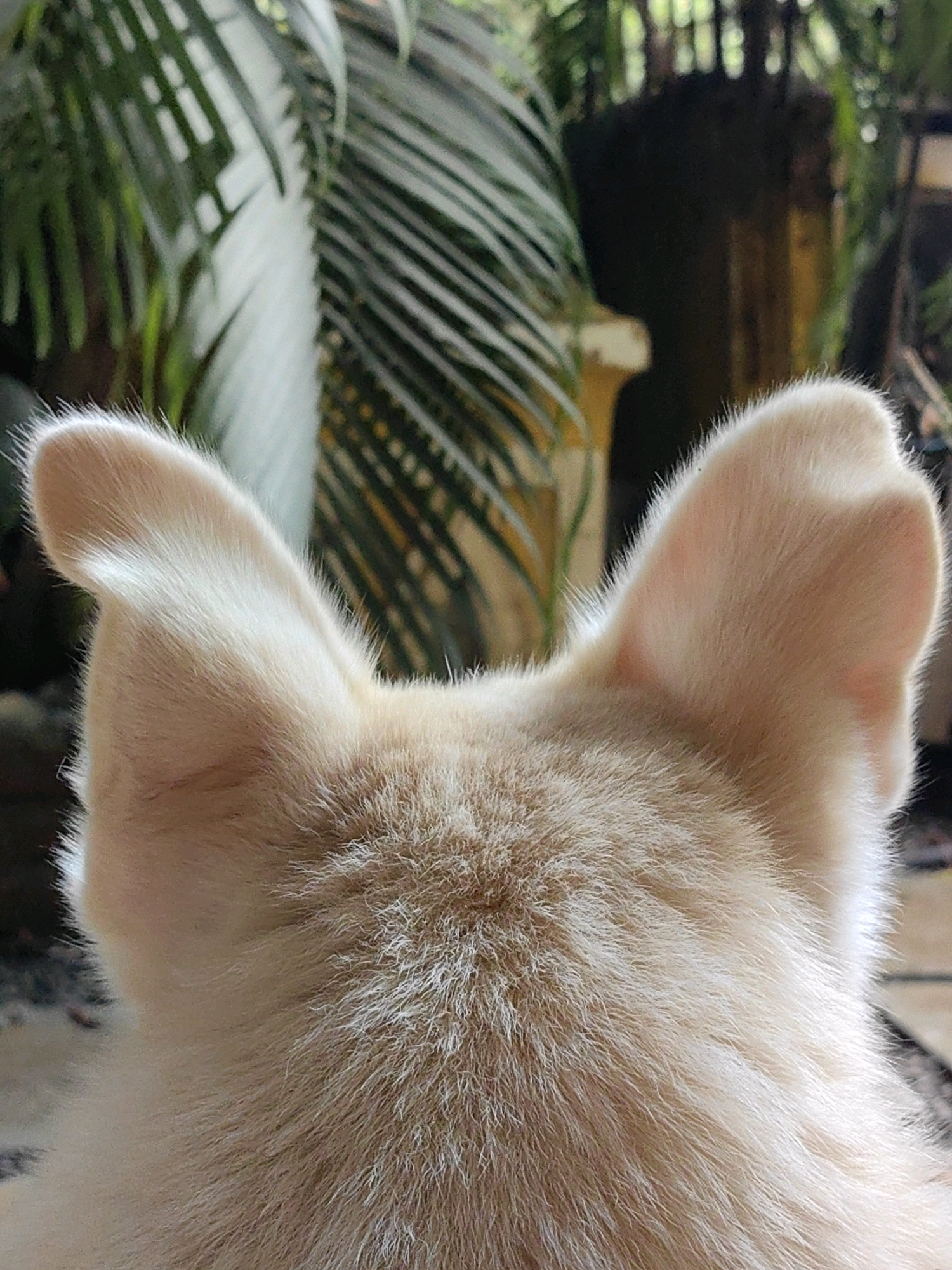 The image shows a close-up view of the back of a light-colored cat's head, focusing on its ears and the top of its fur. The cat's ears are erect and pointed, with a soft, fluffy texture. The fur on its head is a pale cream color, with some lighter, wispy hairs around the edges. In the background, blurred foliage and possibly some outdoor structures are visible, suggesting the cat might be in a garden or on a balcony. There are no visible people or any specific identifying landmarks that would indicate a location in Mumbai, India. The lighting suggests it is daytime.
