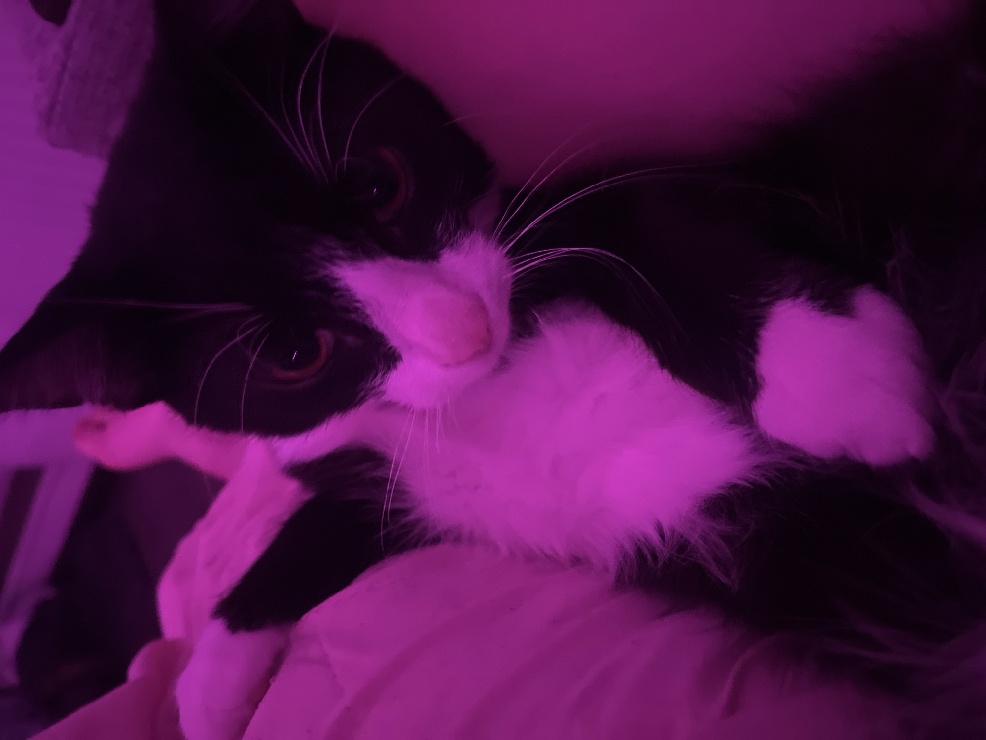 A black and white cat lies on a pink surface. The cat is facing the camera with its head tilted. Its eyes are open and appear to be focused. The cat has a pink nose and white whiskers. The scene is illuminated by a pink light. There is no indication of a location in Saint Petersburg, Russia, or any other identifiable city. There are no other people visible in the frame.