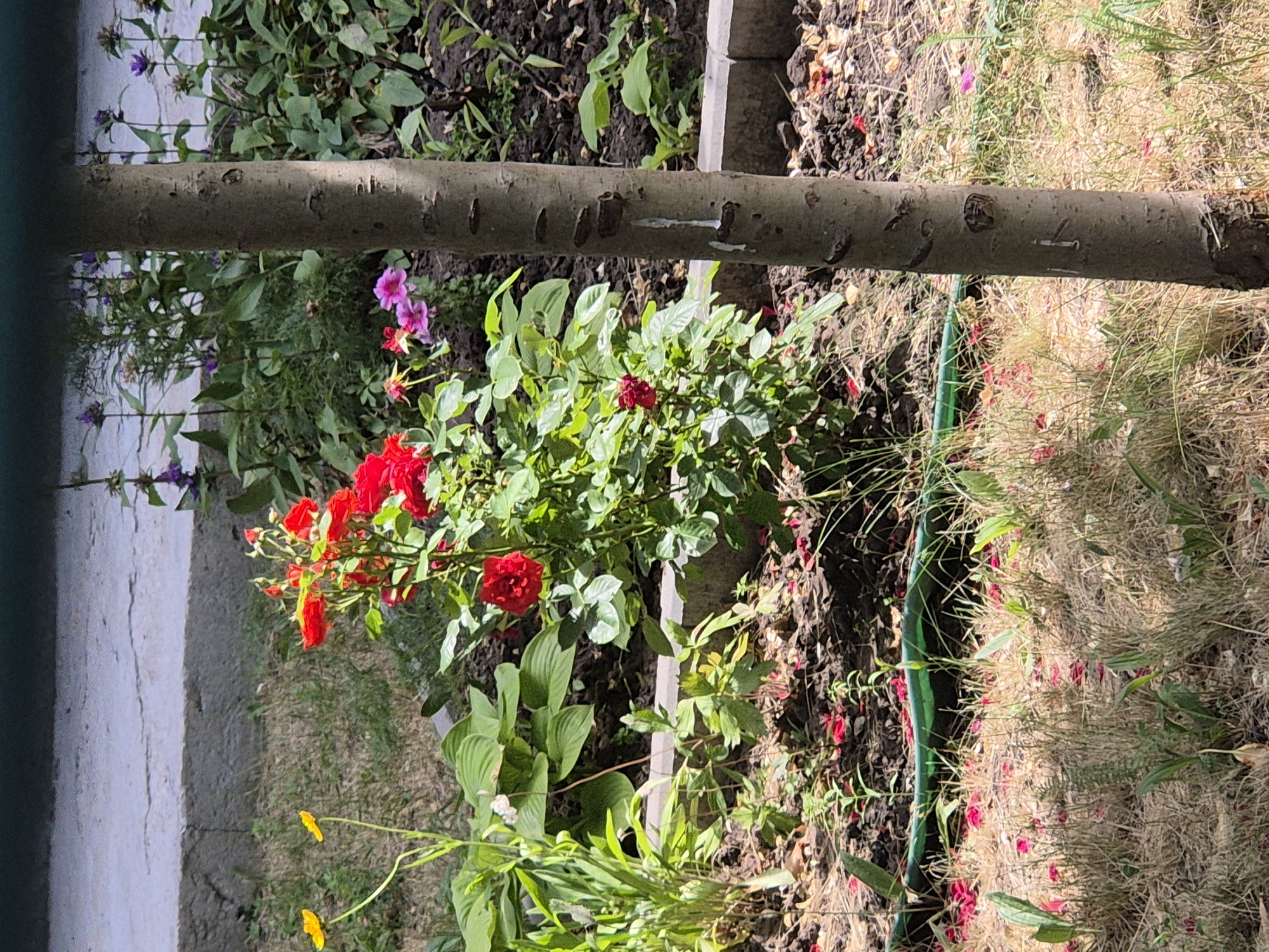 The image depicts a garden scene in Sozonivka, Ukraine. The main subjects are various flowering plants, including vibrant red roses, smaller pink and purple flowers, and bright yellow blooms. These plants are growing in a garden bed with dark soil and dry grass. A horizontal tree trunk, likely from a recently felled tree, is prominently positioned across the mid-section of the frame, obscuring a portion of the garden. The foliage of the plants is lush and green, with some fallen petals scattered on the ground.
The scene appears to be set during the daytime, under natural sunlight, suggesting fair weather. The presence of blooming flowers indicates a warm season, likely late spring or summer. The background shows more greenery and the texture of the soil. There are no people or animals visible in the image. The overall impression is one of a natural, somewhat unkempt garden. No text is visible in the image.