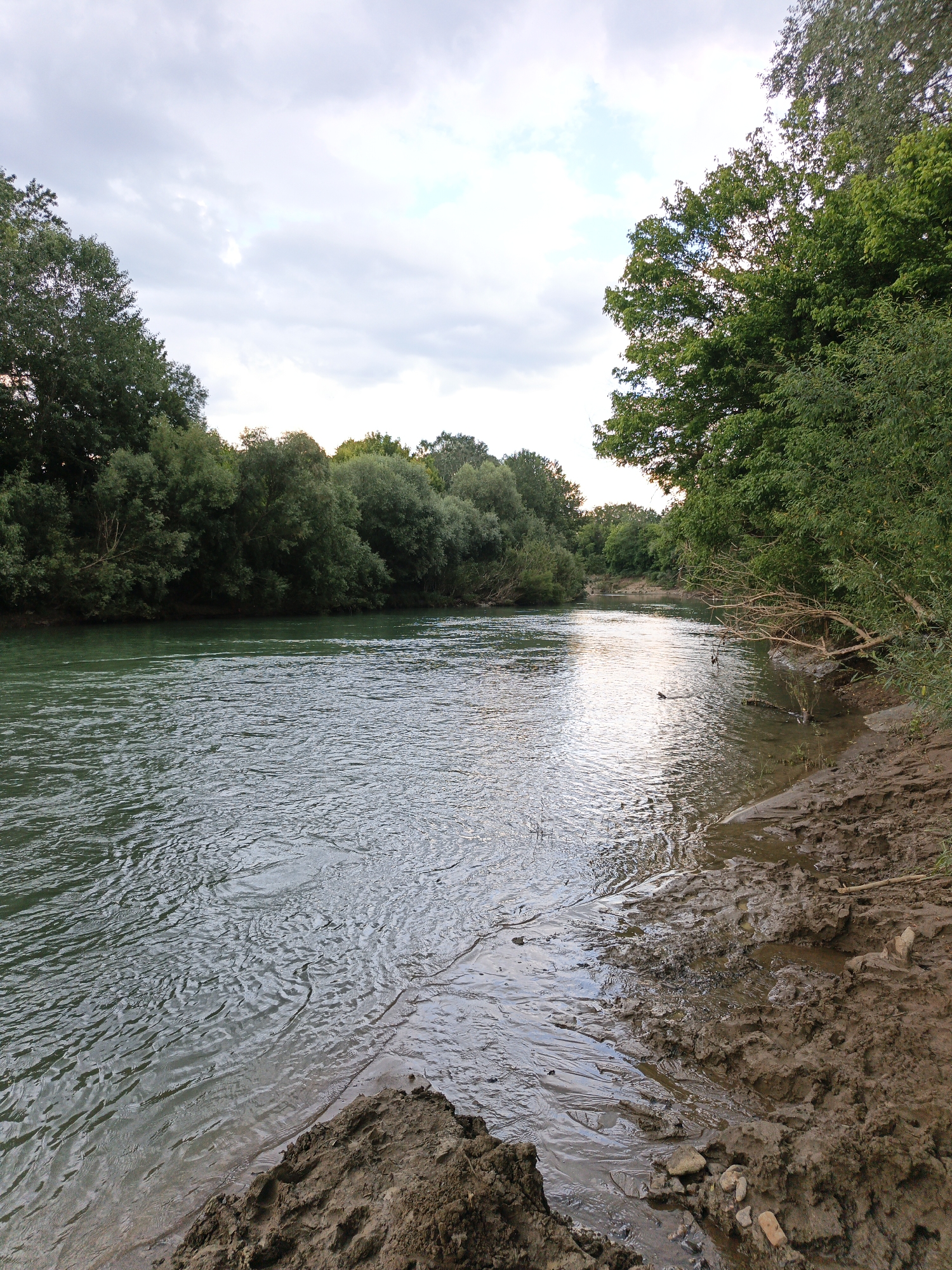 The image depicts a serene natural landscape featuring a wide, tranquil river with slightly rippling, greenish-blue water. The riverbanks are lined with dense, verdant trees and lush foliage, creating a sense of an untouched natural environment. On the right bank, the terrain is muddy and uneven, with visible tire tracks or footprints pressed into the wet earth, suggesting recent human or vehicle activity. Some rocks are scattered across the muddy ground. In the background, the river curves gently, disappearing into the distance, bordered by more trees. The sky above is partly cloudy, with soft, diffused light suggesting it might be late afternoon or early morning. The scene captures a peaceful, natural setting, with subtle evidence of human presence on the riverbank. The location is the Kuban River in Goryachiy Klyuch, Russia.