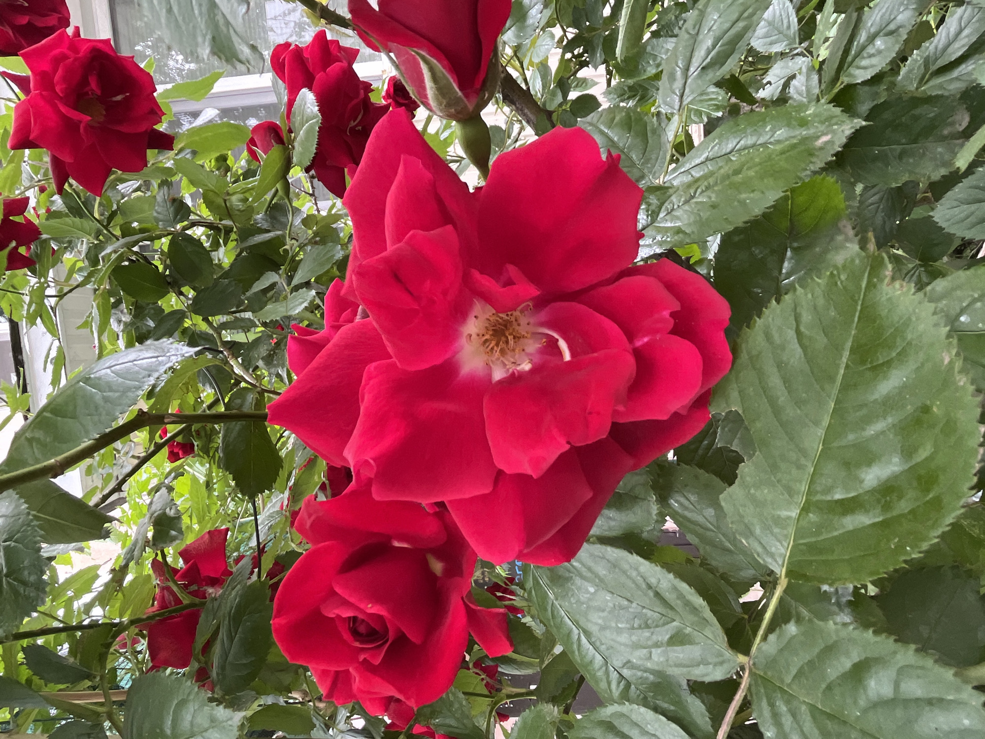 The image displays a dense cluster of vibrant red roses and their green foliage, observed from a low angle. In the foreground and midground, multiple fully or partially open red roses dominate the view. The most prominent rose, slightly right of center, presents its open face with a visible light-colored pistil and brown-yellow stamens. Another large rose is to its left, with petals forming a tight bloom. Smaller red rosebuds and partially obscured blooms are visible throughout the foliage. The roses exhibit deep red petals with slight variations in shade due to lighting.
The green leaves are numerous, appearing serrated along their edges, and some display a subtle sheen, suggesting recent moisture or inherent glossiness. Rose stems, brown and green, intertwine with the foliage. In the background, partially obscured by the dense plant life, a white-framed window is discernible on the right, suggesting a building or structure behind the roses. Other indistinct greenery and possible structural elements are visible further back. No individuals are present. The environment is an outdoor setting, likely a garden or residential area. The specific location in the city of Kryvyi Rih, Ukraine, cannot be determined from the visual information provided.