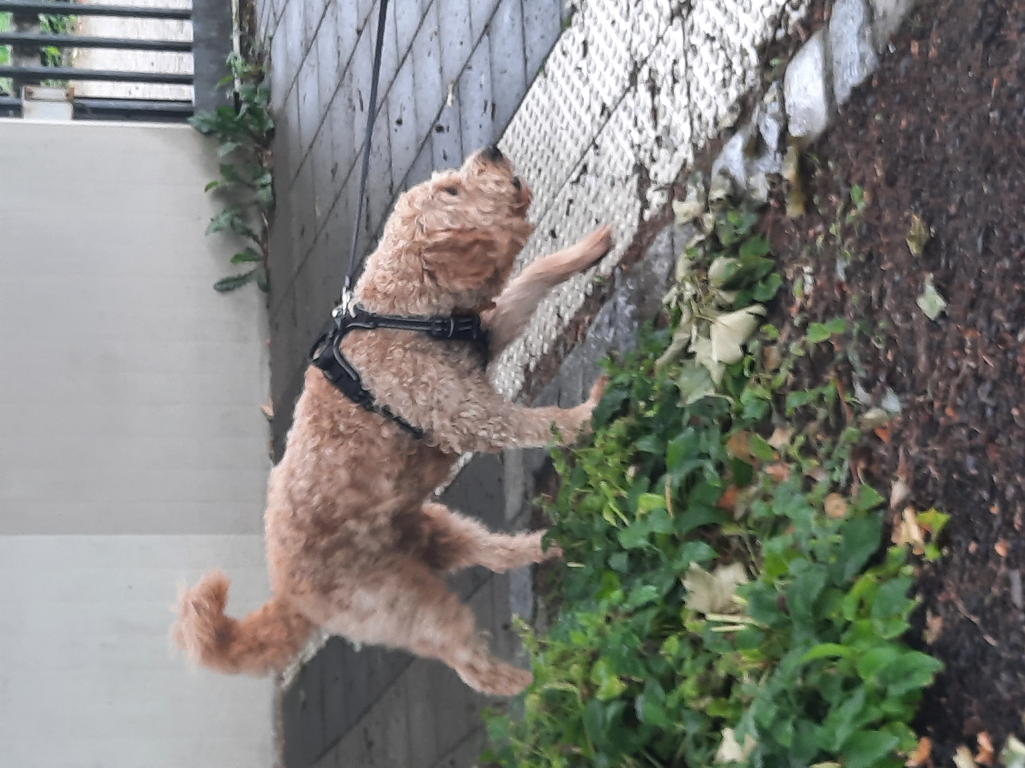 The image shows a light brown poodle or poodle mix dog on a leash, wearing a black harness. The dog is positioned in the center of the frame, with its body facing left and its head turned to the right, sniffing at a textured metal surface that appears to be a grate or barrier. The dog has curly fur and a bushy tail curled upwards.
The setting is outdoors, with a paved walkway on the left and a patch of green foliage and dark soil on the right. In the background, there is a light-colored wall with horizontal metal bars. The overall impression is of an urban or suburban environment, likely a park or a garden path.
The lighting suggests it is daytime, possibly overcast given the lack of harsh shadows. The wet appearance of the foliage and the ground might indicate recent rain. There are no people visible in the image, and the focus is solely on the dog and its immediate surroundings. The dog appears engaged and curious as it explores its environment. No text is visible in the image.