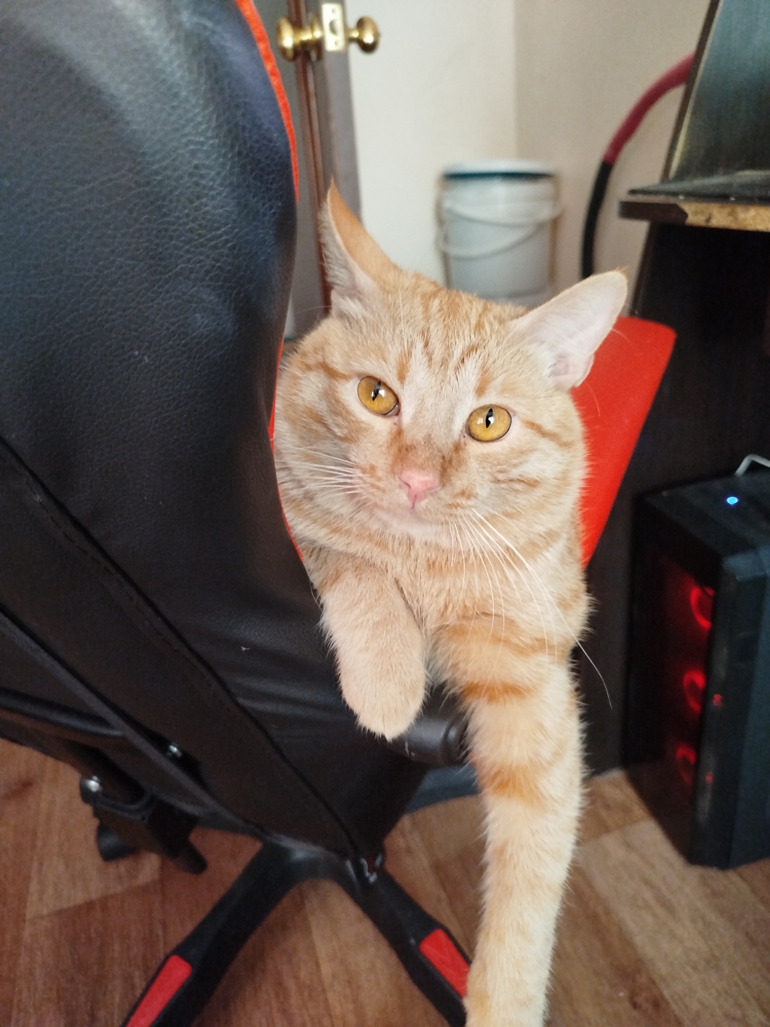 A ginger cat is peeking out from behind a black gaming chair with red accents. The cat has bright yellow eyes and white whiskers. Its front paws are resting on the chair, and one of its back legs is dangling down the side. The background is slightly blurred, but a door handle and a white bucket are visible. To the right of the chair, a black computer tower with red LED lights is present. The cat appears to be relaxed and curious. The lighting suggests it might be daytime indoors.
