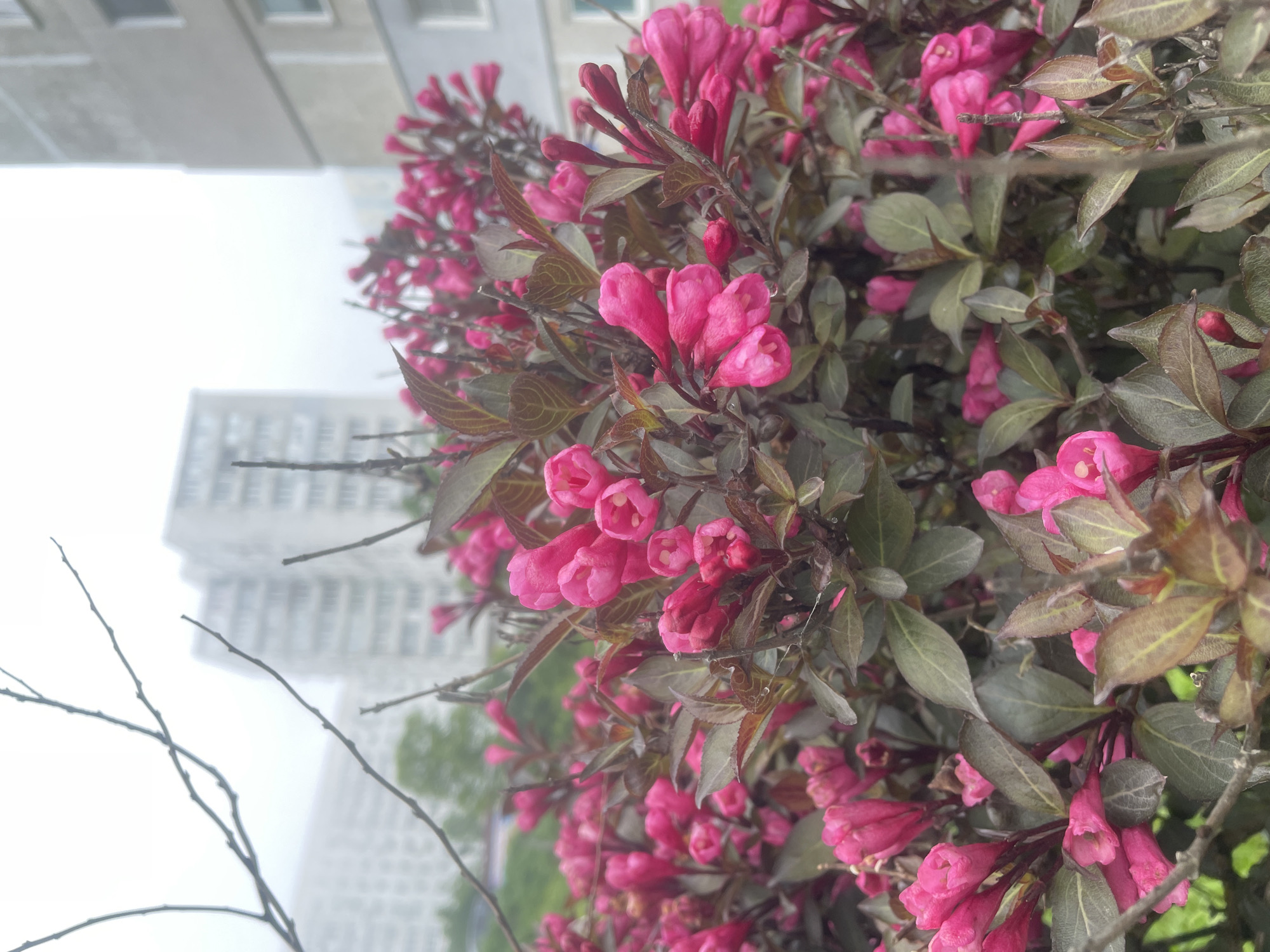 The image shows a close-up of a bush with vibrant pink trumpet-shaped flowers and dark reddish-brown leaves. The bush is in the foreground, with its branches and blossoms filling most of the frame. In the background, out of focus, are several tall, grey apartment buildings, characteristic of Soviet-era architecture. The sky is overcast, contributing to a soft, diffused light. There are no people visible in the image. The scene suggests an urban environment, likely a residential area within Vladivostok, Russia, given the architectural style of the buildings and the presence of a flowering shrub.