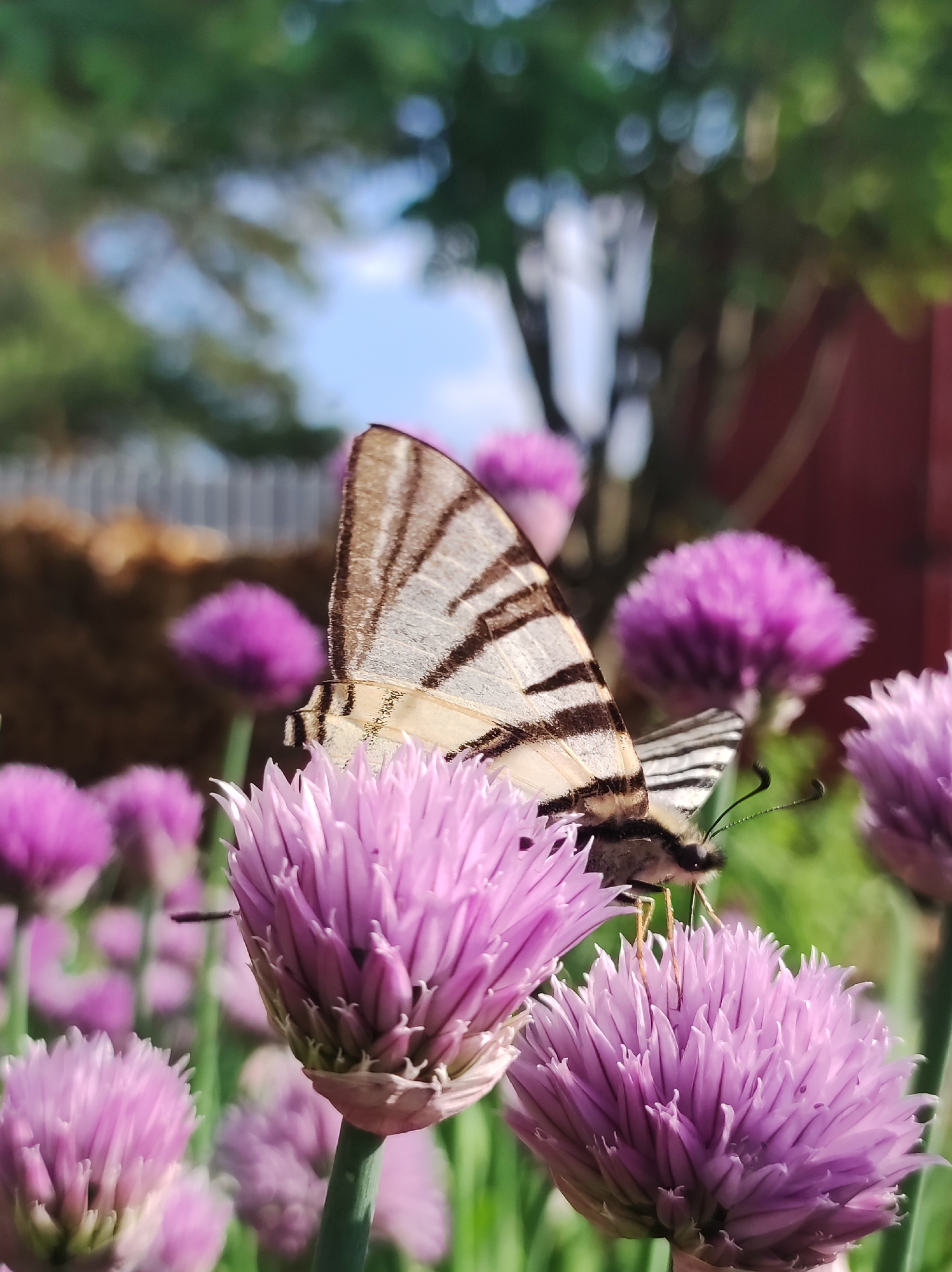 A butterfly with striped wings rests on a purple chive blossom. The blossom is in the foreground, with the butterfly perched on its petals. Other chive blossoms are visible in the background, out of focus. The background is blurred, showing green foliage and a hint of blue sky. The scene is a close-up shot, focusing on the intricate details of the butterfly and the flower. The image does not contain any elements that would suggest a specific location within the city of Фоки, Russia.