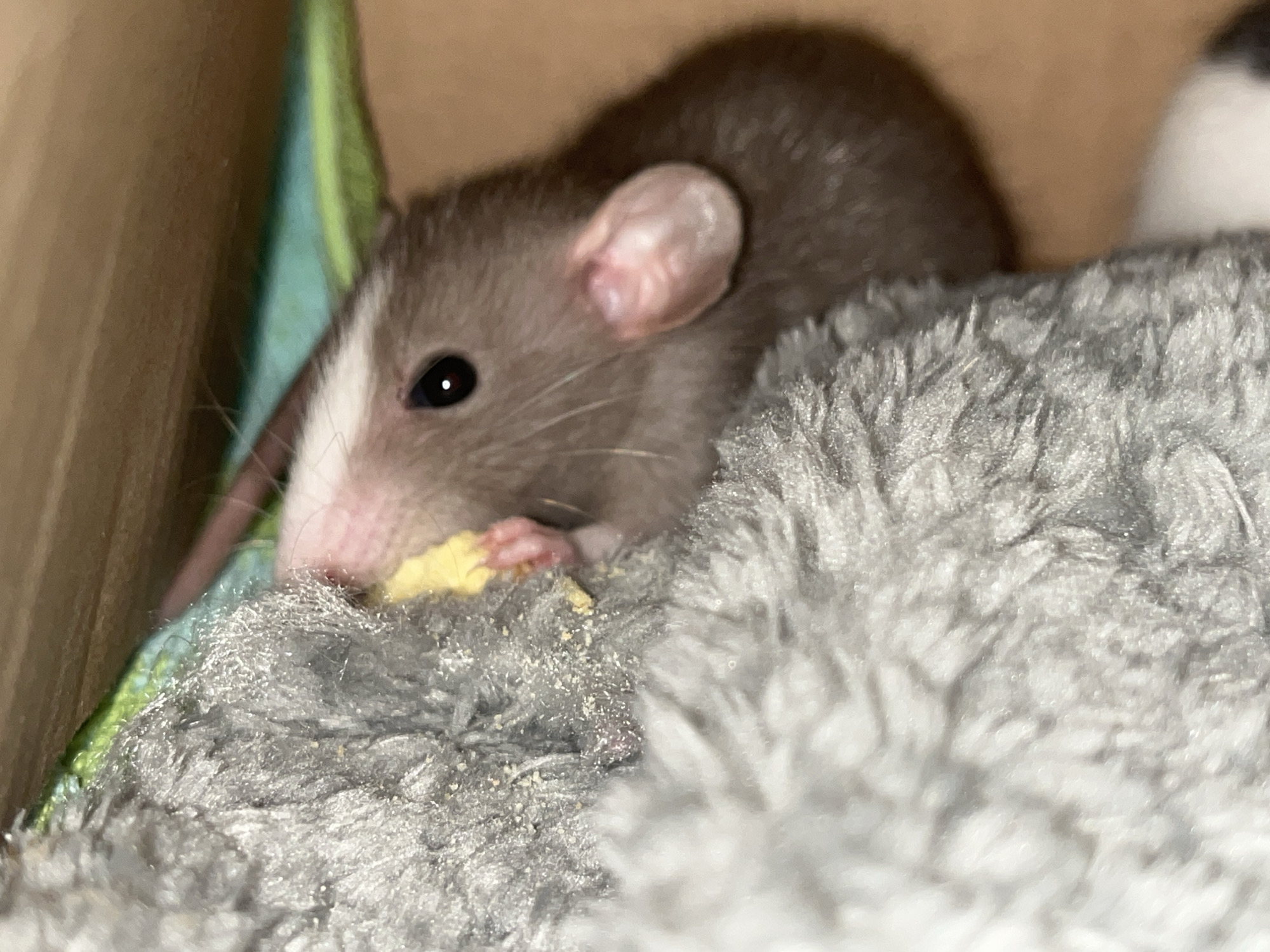 A rat with gray fur and a white stripe on its face is resting on a gray, fuzzy surface, possibly a blanket or bed. The rat appears to be eating something yellow. Behind the rat is what seems to be a cardboard box and a teal and green cloth. Another rat, white with black markings, is partially visible in the background. The location is unknown.