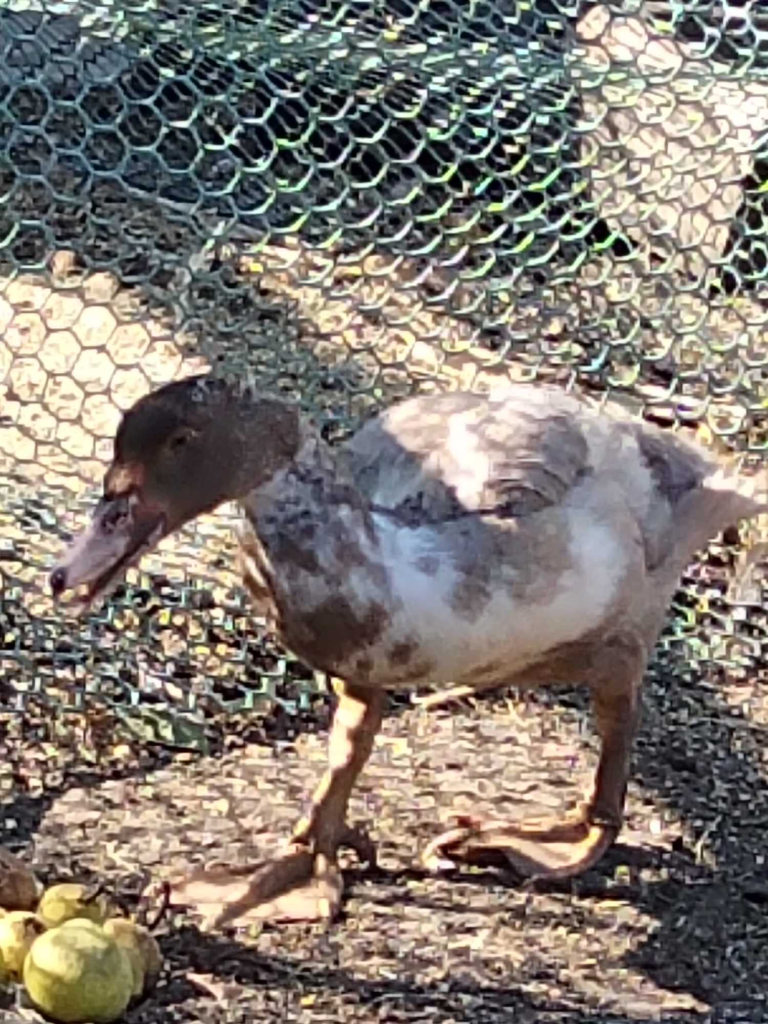 A juvenile duck stands on a dirt ground in front of a wire mesh fence. The duck has a dark brown head and neck, with a lighter brown and white mottled body. Its beak is pinkish-gray, and its eyes are dark. The duck has webbed feet and is facing to the left. In the foreground, to the left of the duck, are several small, green, round objects, possibly fruit or decorative balls. The background consists of the wire mesh fence, which casts a patterned shadow on the ground. The lighting suggests it is daytime. The image was taken in the city of Ustyvytsia, Ukraine.