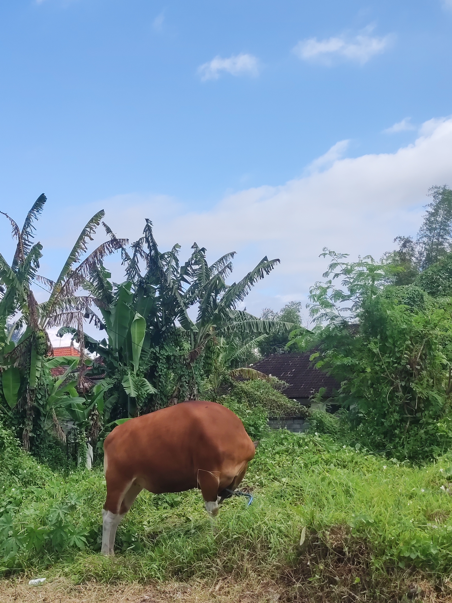 The scene is an outdoor location in Serongga, Indonesia, featuring a brown cow with white lower legs standing amidst lush green vegetation. Behind the cow, a dense collection of banana trees and various other green plants fills the midground. In the background, parts of rooftops are visible, suggesting the presence of houses nearby. The sky is blue with scattered white clouds.