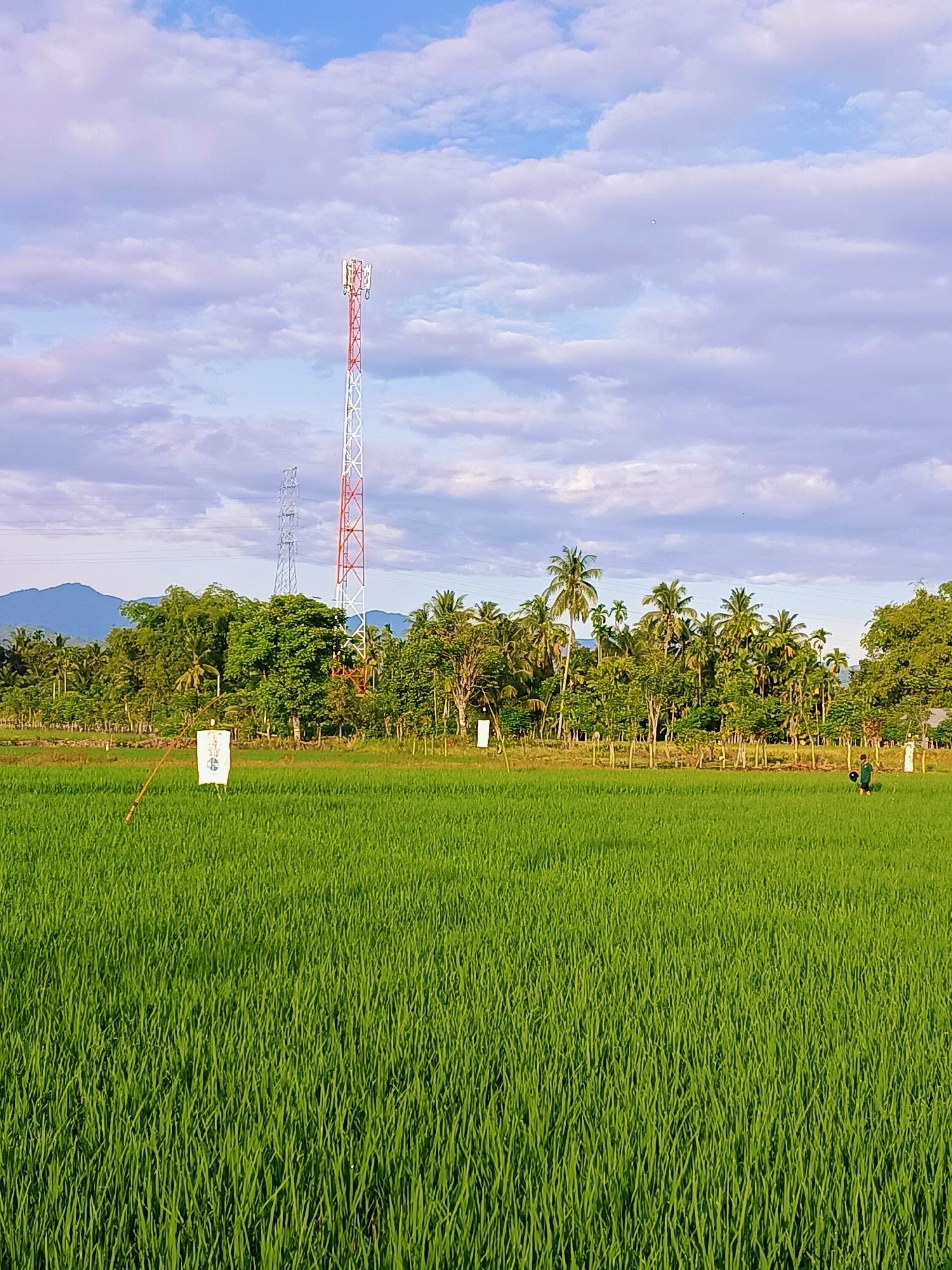 In Manyang Cut, Indonesia, a vibrant green rice paddy dominates the foreground of a rural landscape under a bright, cloudy sky. A tall, red and white communication tower stands prominently in the middle ground, accompanied by another, less distinct tower behind it. A line of lush green trees, interspersed with palm trees, forms a backdrop. Two white scarecrows are visible in the rice field, one in the left mid-ground with a wooden pole, and another further to the right. Two figures, appearing to be children in dark clothing, are walking in the right mid-ground of the field, one carrying a dark object. The scene is peaceful, with rolling hills visible in the distant background.