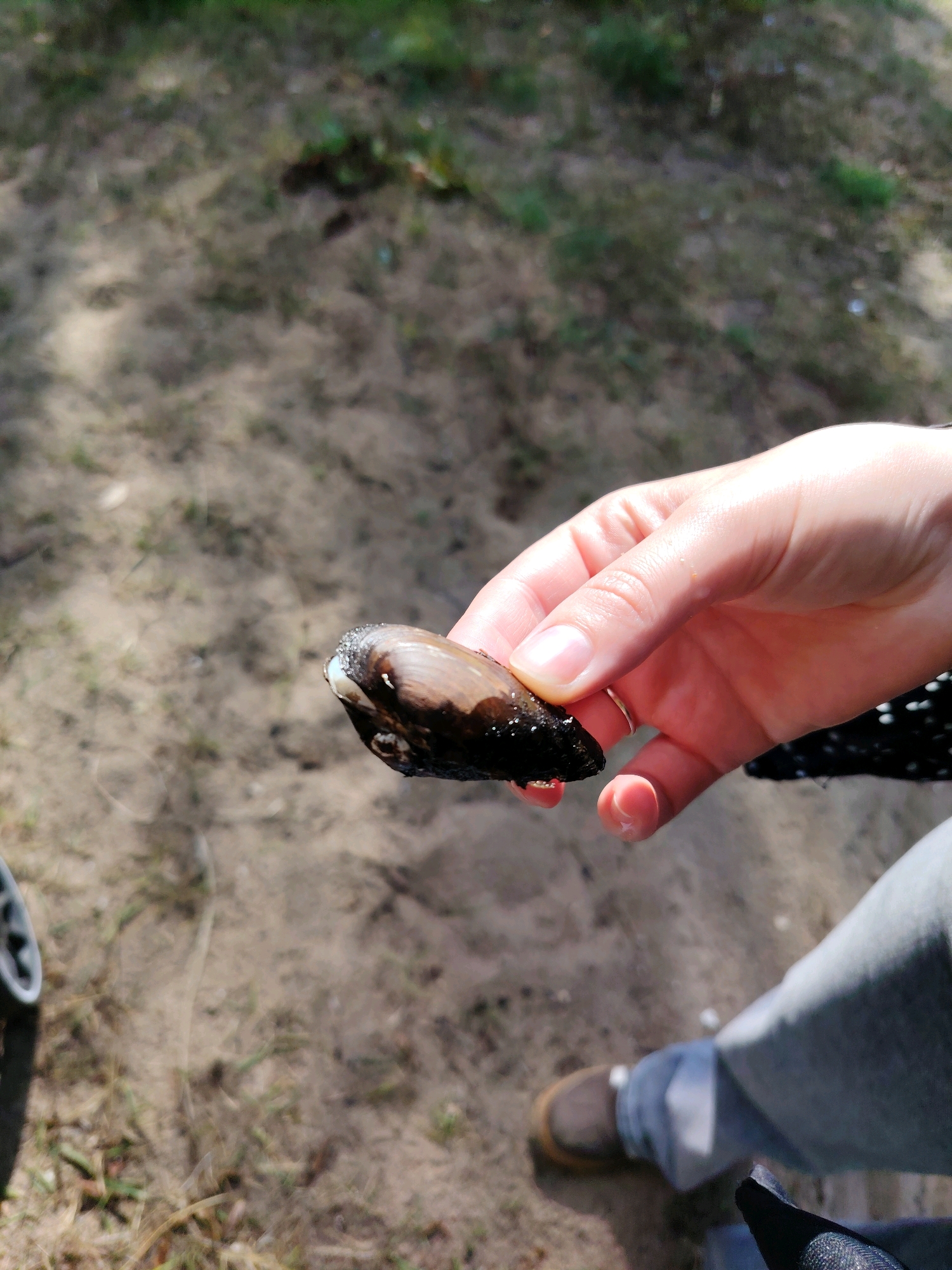 A person's hand is holding a mussel shell outdoors in Konakovo, Russia. The background consists of sandy ground with sparse vegetation. The person is wearing light blue jeans and brown shoes. A black and white polka dot fabric is visible on the sleeve of the person's clothing.