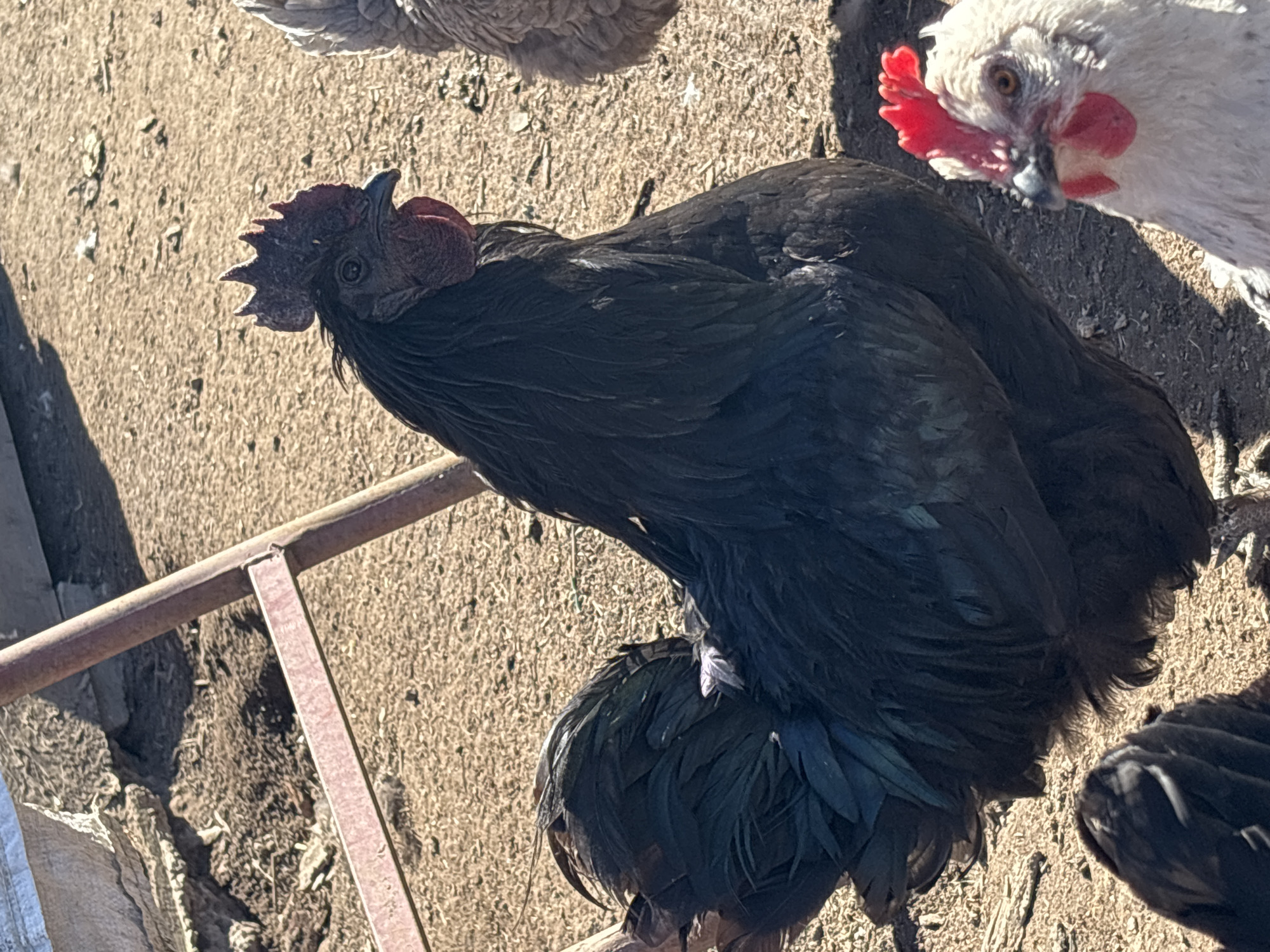 The image shows three chickens outdoors on a sunny day, with a dirt ground. A black chicken is in the center of the frame, with its head turned towards the camera. A white chicken is partially visible on the right, looking down. Another chicken, gray, is partially visible at the top of the frame. A metal frame is visible in the lower left corner. The location is Koshelevichi, Russia.