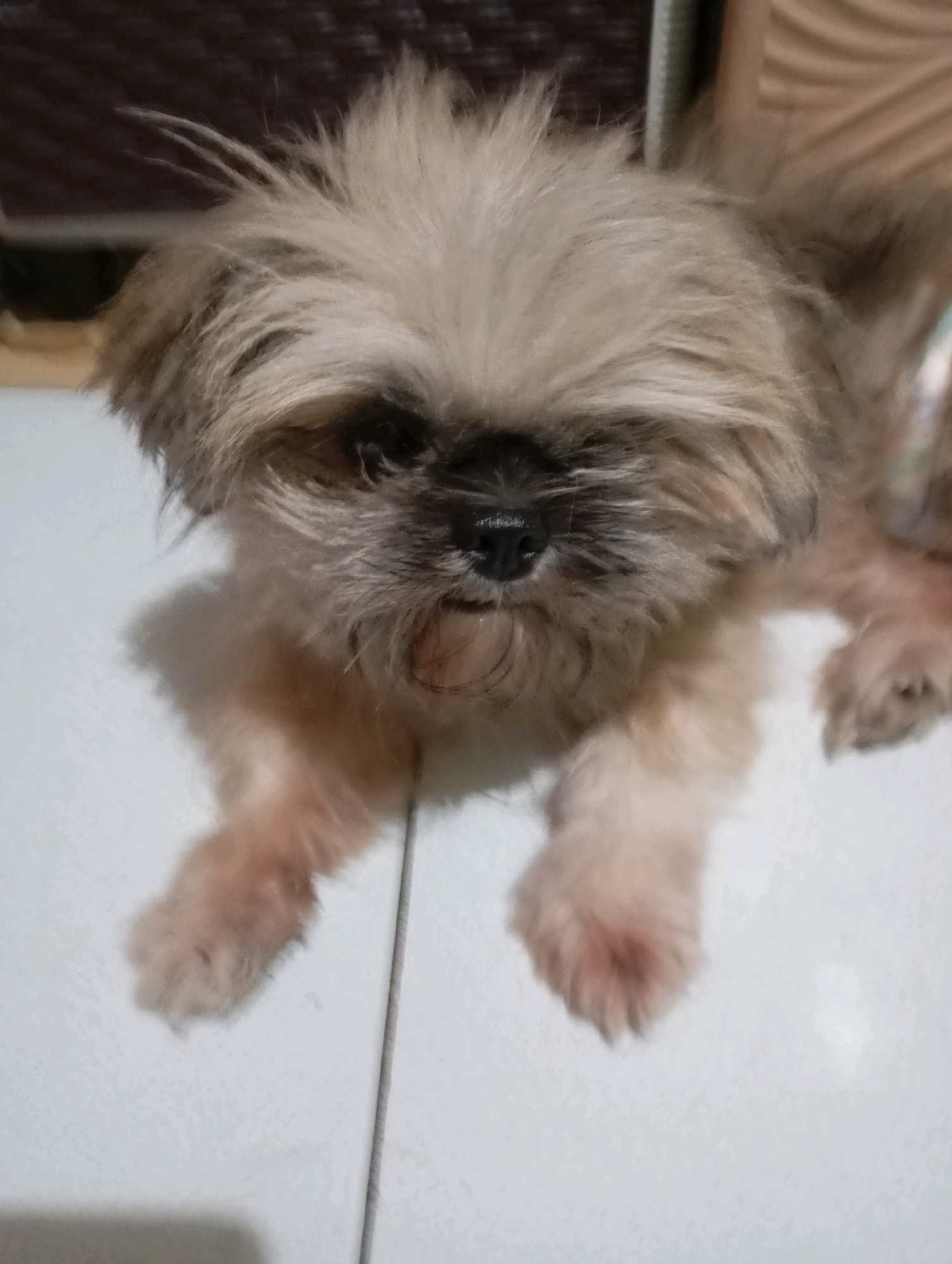 A close-up, waist-up, eye-level shot shows a small, fluffy, light brown and white Shih Tzu dog lying on a tiled floor. The dog's fur is long and shaggy, obscuring its eyes, giving it a somewhat bewildered expression. Its nose is dark and wet. The dog's front paws are extended forward, and its hind legs are not visible. The floor is tiled with white squares, with faint grout lines visible. A thin, dark vertical line, possibly a shadow or part of a shadow, runs through the center of the image. In the background, a dark brown, textured surface is visible, possibly furniture or a wall covering. A pale, ridged surface is also present in the upper right corner. The lighting is somewhat dim, casting shadows on the floor and highlighting the dog's fur. The scene appears to be indoors.