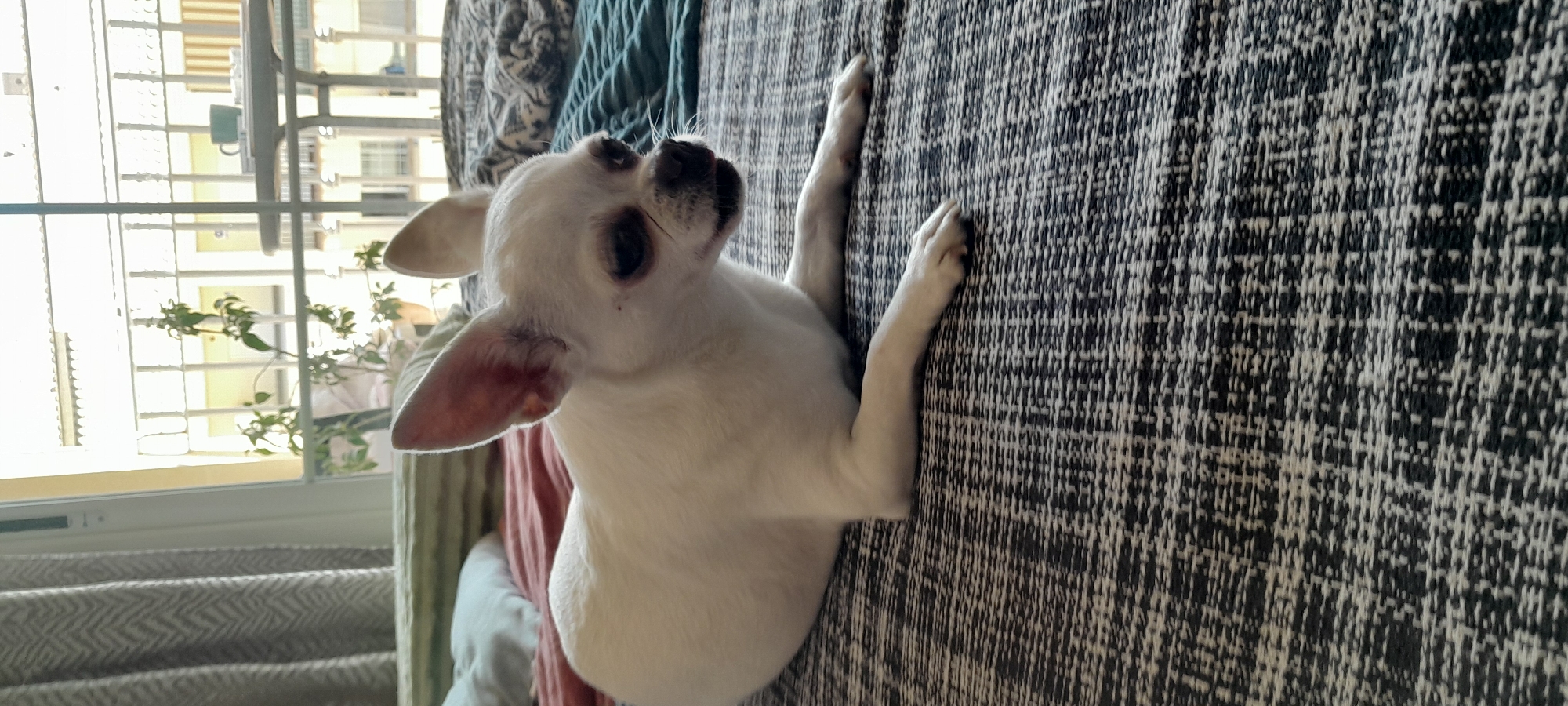 A white Chihuahua dog is captured lying on its back on a dark-patterned sofa or couch in an indoor setting. The dog, predominantly white with large, erect ears, has its head tilted upwards, looking towards the ceiling or something just out of frame. Its front paws are extended into the air, while its hind paws rest on the textured fabric. The dog's eyes are dark, and its small black nose is visible.
The surface beneath the dog is a textile with a black and white, or dark grey and off-white, speckled or tweed-like pattern. In the background, a large, brightly lit window dominates the left side of the frame, indicating daytime and bright, sunny weather. Through the window, parts of a building with light-colored walls and a metal window grille are discernible. Green foliage from a houseplant is also visible near the window. Chevron-patterned curtains are partially visible on the far left.
The scene suggests a relaxed atmosphere indoors, possibly in a living room or bedroom. The strong natural light and architectural style seen through the window hint at a sunny, Mediterranean climate, consistent with Manilva, Spain. The dog appears curious or playful, observing its environment from its inverted position. No text is visible in the image.