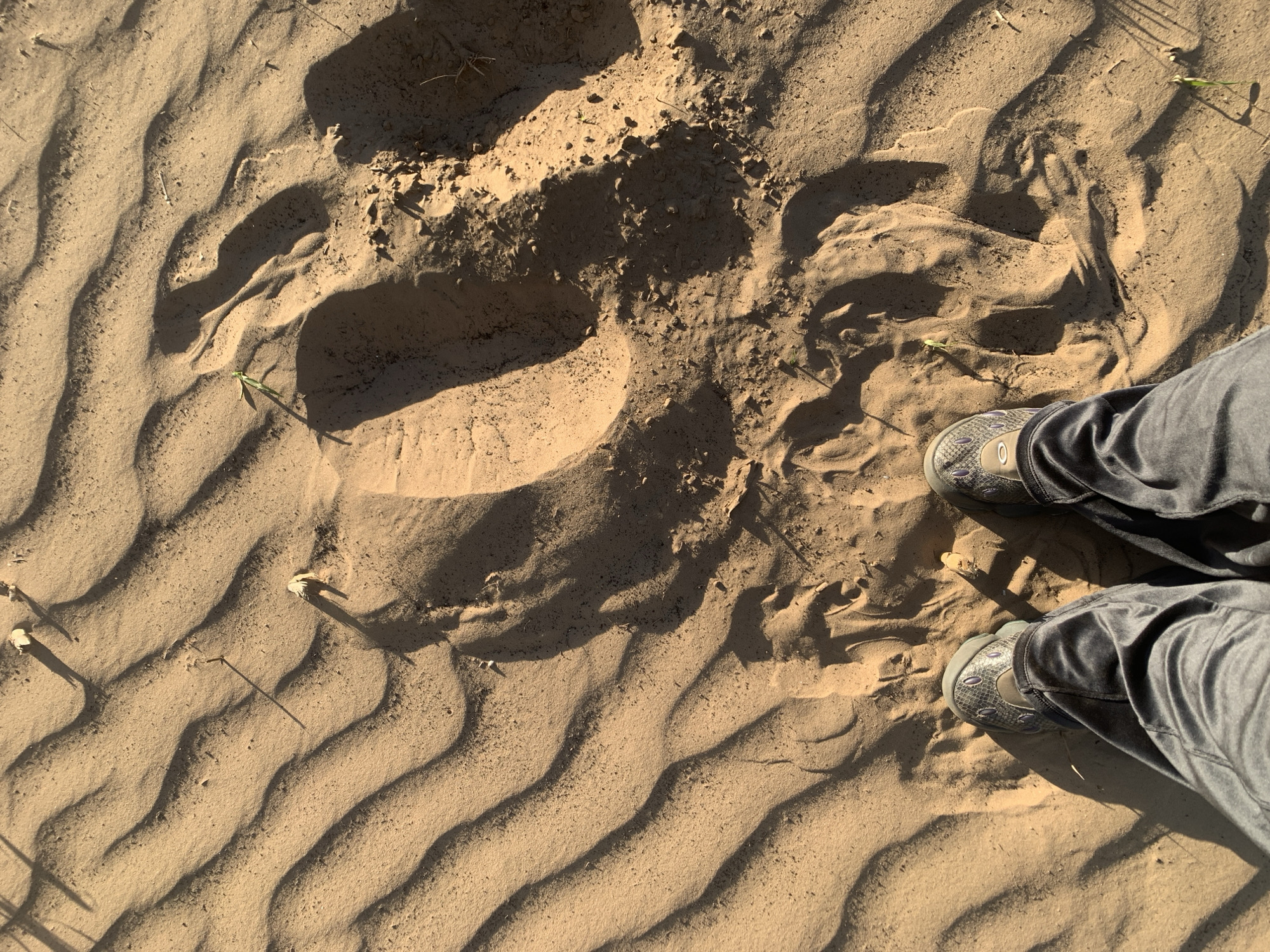 The image shows a sandy terrain with undulating patterns, likely sand dunes. There are footprints in the sand, one of which is a large, indistinct impression, and another that appears to be a human footprint near a person's feet. The person is wearing dark pants and slip-on shoes. Sparse vegetation is visible, with a few green blades of grass sticking up from the sand. The image is taken from an overhead perspective. It is impossible to confirm its location in Varviškė, Lithuania, from visual evidence alone.