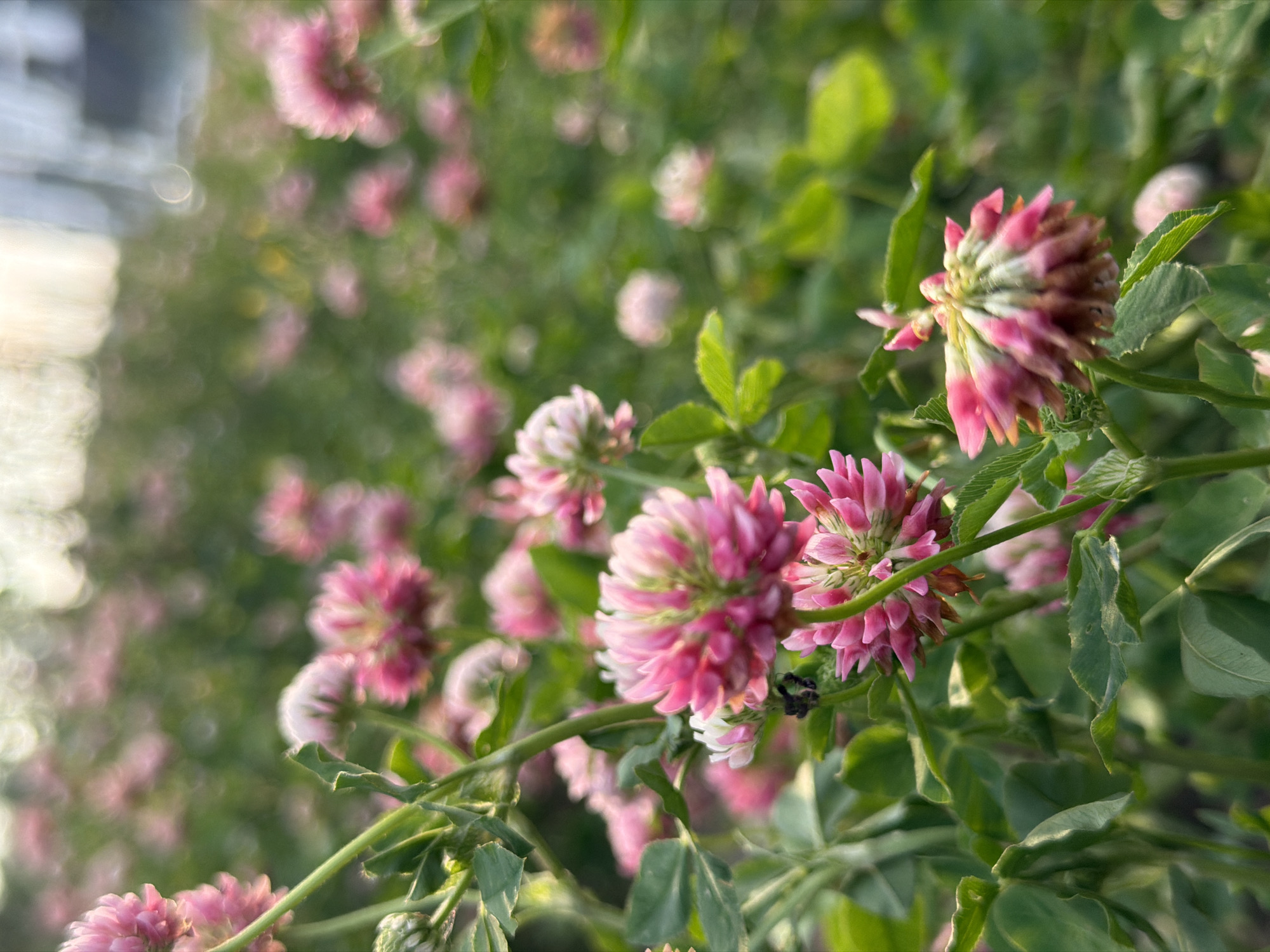 In this close-up, eye-level shot, a field of pink clover flowers is captured in soft focus, creating a dreamy and ethereal atmosphere. The foreground features a cluster of these flowers, their delicate petals ranging from a vibrant magenta to a soft blush pink, with hints of white at their tips. Some of the flowers are fully bloomed, revealing their intricate structures, while others are still in bud, promising future beauty. Lush green clover leaves, with their characteristic three-lobed shape, form a verdant backdrop, their textures softened by the shallow depth of field. The background dissolves into a bokeh of light, suggesting a gentle, diffused sunlight filtering through. The overall impression is one of natural abundance and tranquil beauty, a serene moment in a meadow. The location is unknown, with no discernible landmarks or urban elements present in the image.