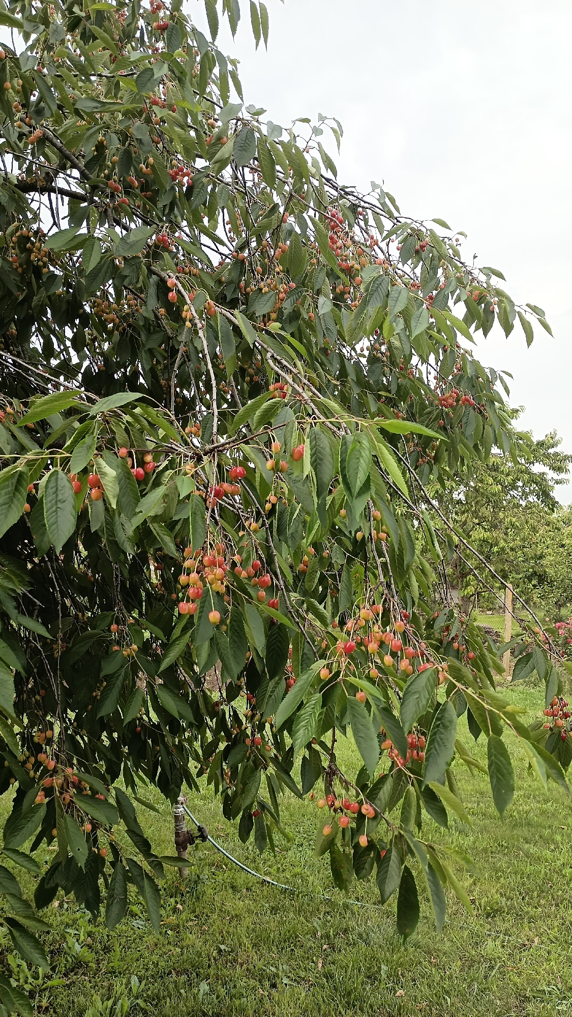 This image captures a cherry tree laden with ripening fruit in Sennik, Bulgaria. The tree dominates the frame, displaying an abundance of cherry clusters exhibiting a color range from yellowish-green to reddish, indicating various stages of maturation. The branches are dense with dark green leaves, and the fruit hangs predominantly from the lower and mid-branches. The sky above is overcast and light grey, suggesting a cloudy day with diffused light. Below the tree, the ground is covered with green grass interspersed with some weeds. In the lower-center of the image, a metal irrigation standpipe with a short green hose attached is partially visible, emerging from the grass. The background on the right side reveals additional green trees and a faint fence line, consistent with an orchard or garden environment. No people, animals, or other significant objects are visible in the scene.