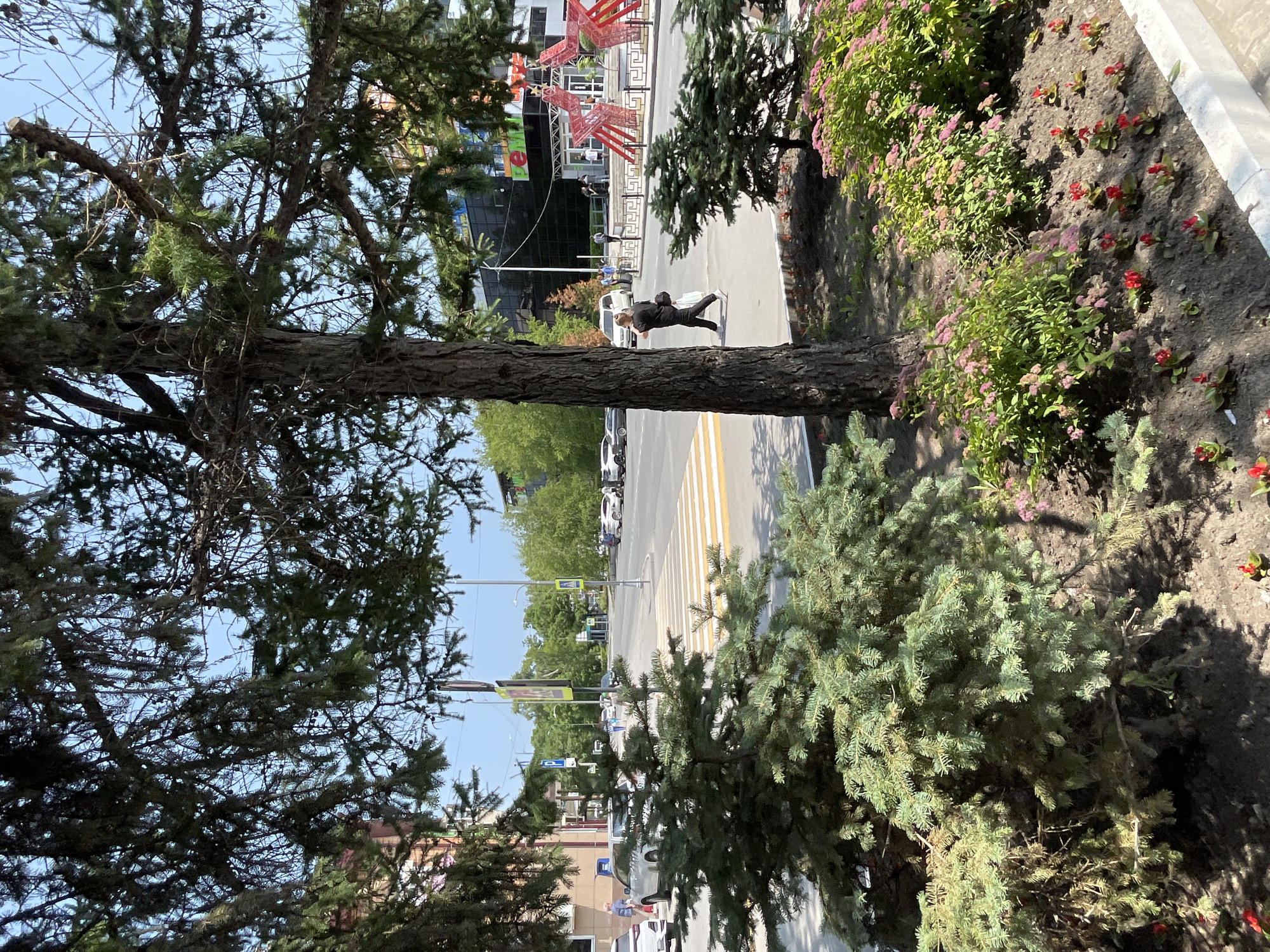 The image shows a street scene in Spassk-Dal'nij, Russia. In the foreground, a large evergreen tree partially obscures the view. To the right, a flowerbed with pink and red flowers lines the sidewalk. A person in dark clothing is walking on the sidewalk, carrying a bag over their shoulder. Beyond the sidewalk, a road with a pedestrian crossing is visible, with several cars parked or driving. In the background, there are buildings and more trees. The scene appears to be set during the daytime, under a clear sky, suggesting fair weather. The overall impression is a typical urban street with greenery and pedestrian activity. There is no visible text in the image.