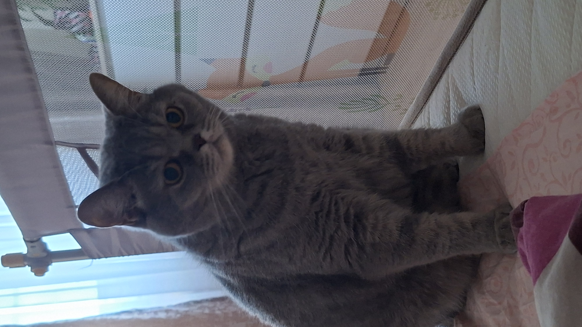 A gray cat with yellow eyes is sitting on a light-colored mattress with a pink blanket in front of it. The cat is in focus, and the background is blurry. Behind the cat is a mesh barrier with colorful animal prints. To the left of the cat, a window with light blue curtains is visible. The scene appears to be indoors, possibly in a bedroom or play area, and the cat is looking directly at the camera. There is no identifiable location in the city of Chaikovsky, Russia.
