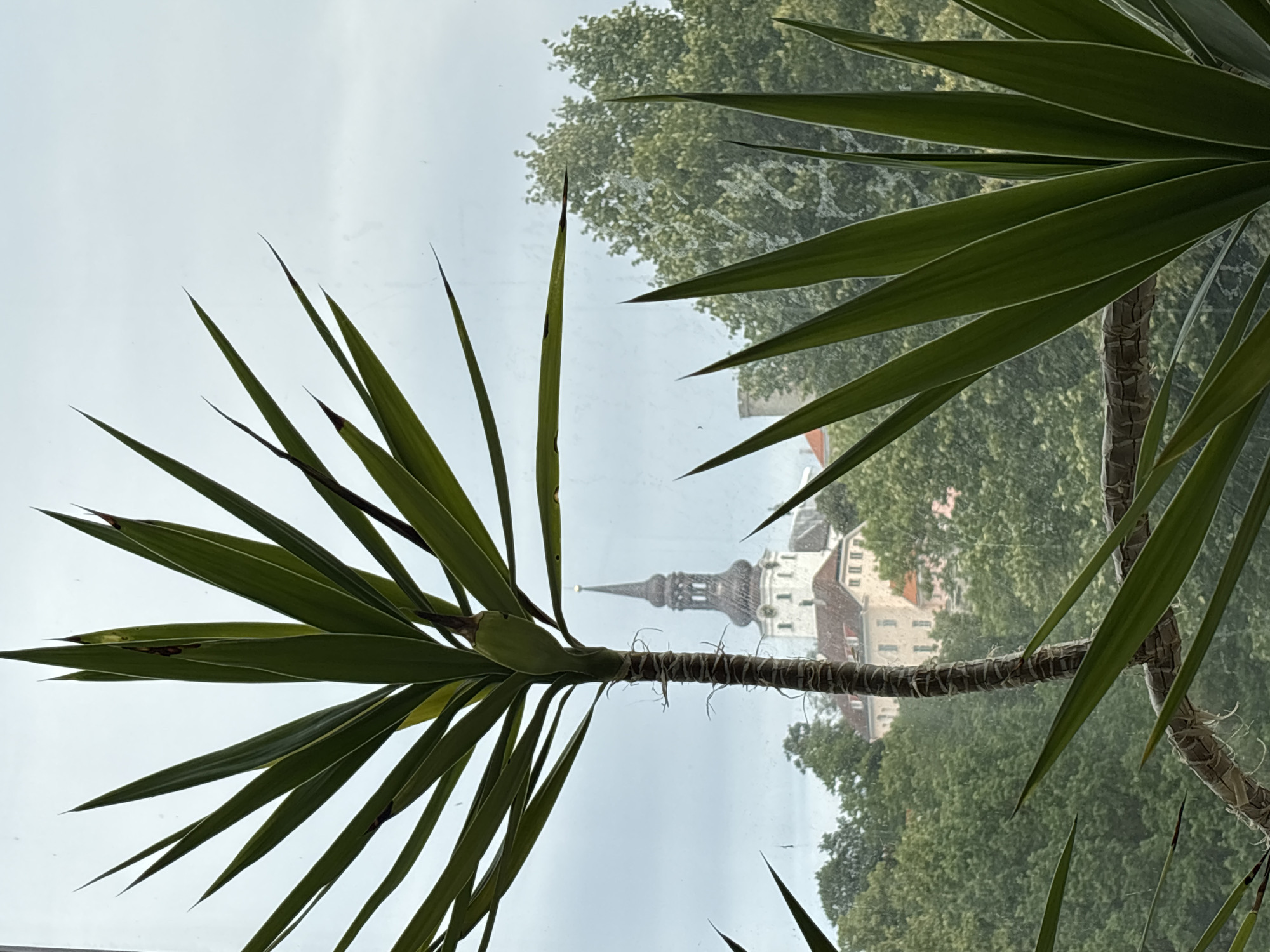 The image, taken in Tallinn, Estonia, shows a view through a window of a yucca plant in the foreground. Beyond the plant, a cluster of trees forms a green backdrop. In the mid-ground, the distinctive spire of St. Olaf's Church (Oleviste kirik) rises above the trees, with portions of its white facade and red-tiled roofs visible. The sky is overcast. The perspective suggests the photograph was taken from an upper floor, looking out over the city. There are no people or animals visible in the scene.