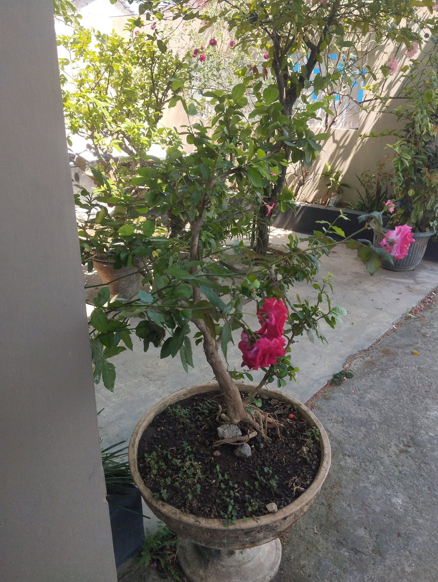 The image shows a potted rose bonsai with vibrant pink flowers situated on a concrete surface in an outdoor setting. The bonsai is in a weathered, circular pot with a pedestal base, and its roots are exposed at the surface of the soil. Behind the bonsai, other potted plants and trees are visible, with lush green foliage. A wall with a patterned window casting shadows can be seen in the background. The lighting suggests it is daytime, likely morning or afternoon, with sunlight illuminating the scene. The location is described as the city of Jatirejo, Indonesia, implying a domestic or garden environment. There are no people visible in the image.