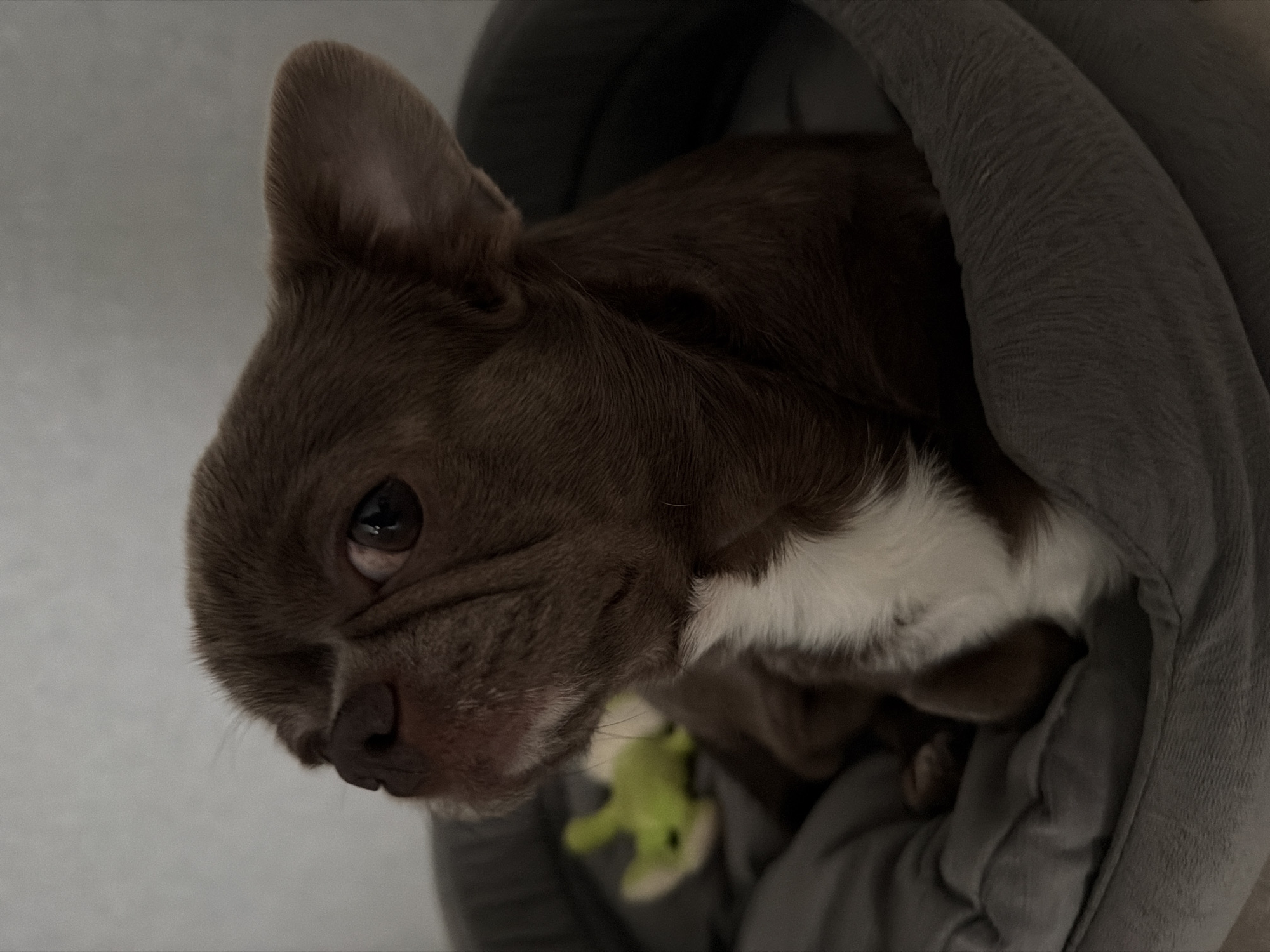 A brown and white French bulldog is partially enclosed in a gray fabric, appearing to be a sweatshirt hood. The dog's head and front part of its body are visible. A small, green toy is also within the fabric enclosure, near the dog. The background is a plain, light-colored surface. There is no indication of Votkinsk, Russia, or any other location.