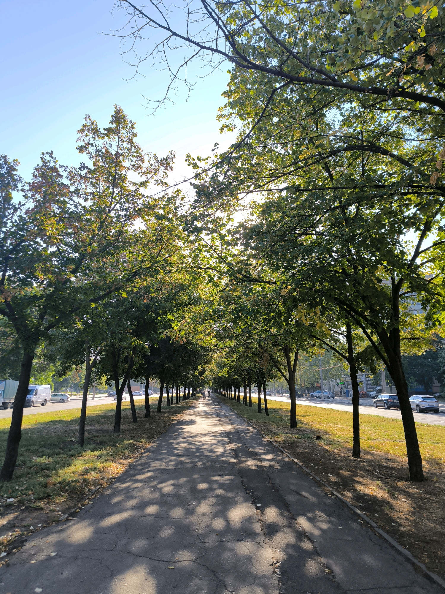 The image depicts a tree-lined avenue in Mykolaiv, Ukraine, likely a park or a wide sidewalk adjacent to a road. The perspective is from the ground, looking down the length of the avenue. Tall trees with green and some yellowing leaves, indicating early autumn, flank both sides of a paved pathway. Sunlight filters through the leaves, casting dappled shadows on the path.
On the left side of the pathway, beyond a grassy verge, is a road with several vehicles visible, including cars and a white van. The road appears to be a main thoroughfare with traffic. On the right side of the pathway, there are more trees, and further in the distance, buildings are partially visible. The sky is clear and blue. The overall impression is a serene urban scene during the daytime.
